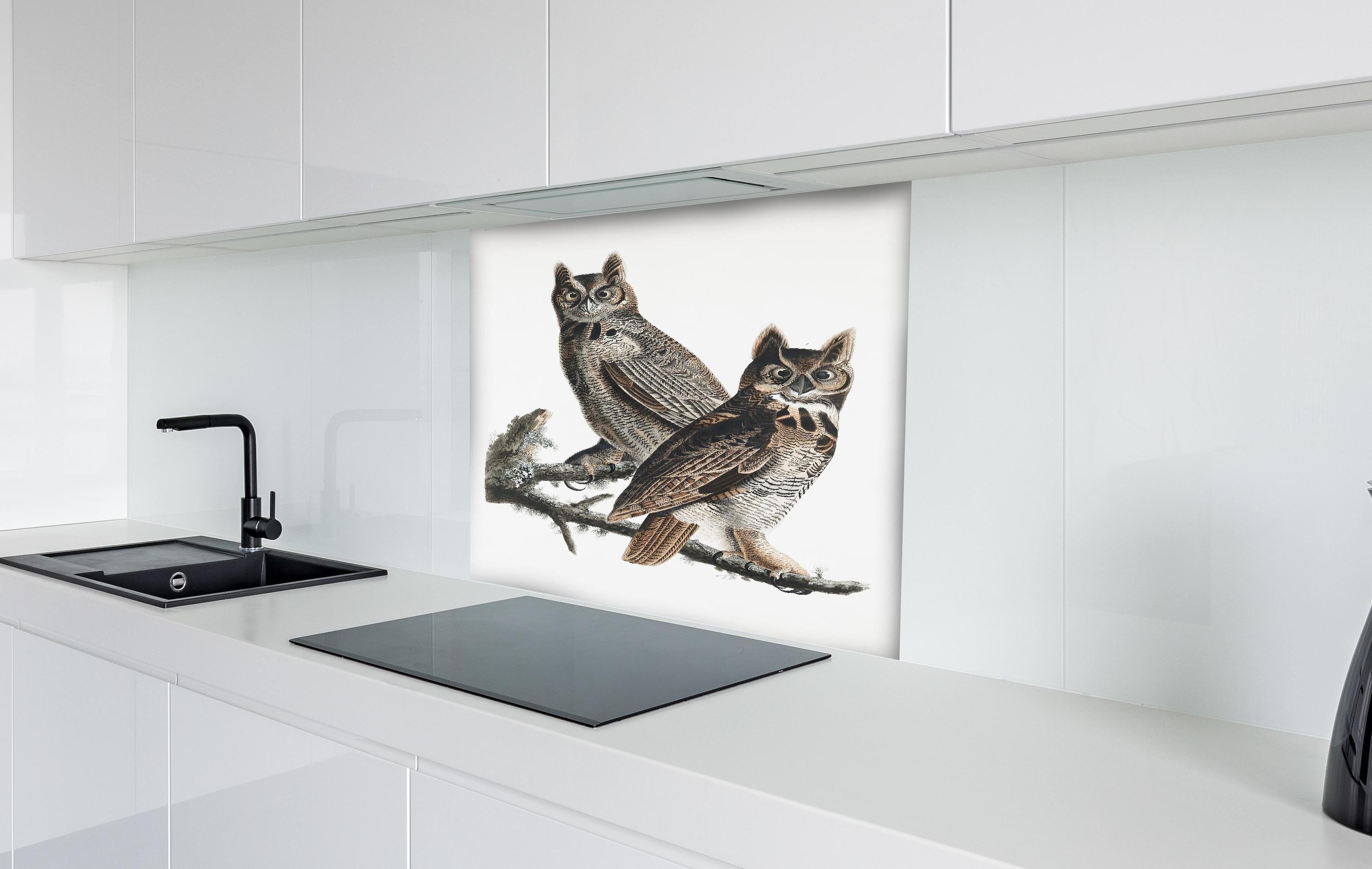 Spritzschutz - Eulen Portrait - Robert Havell hinter einem Cerankochfeld zwischen Holz-Kochutensilien