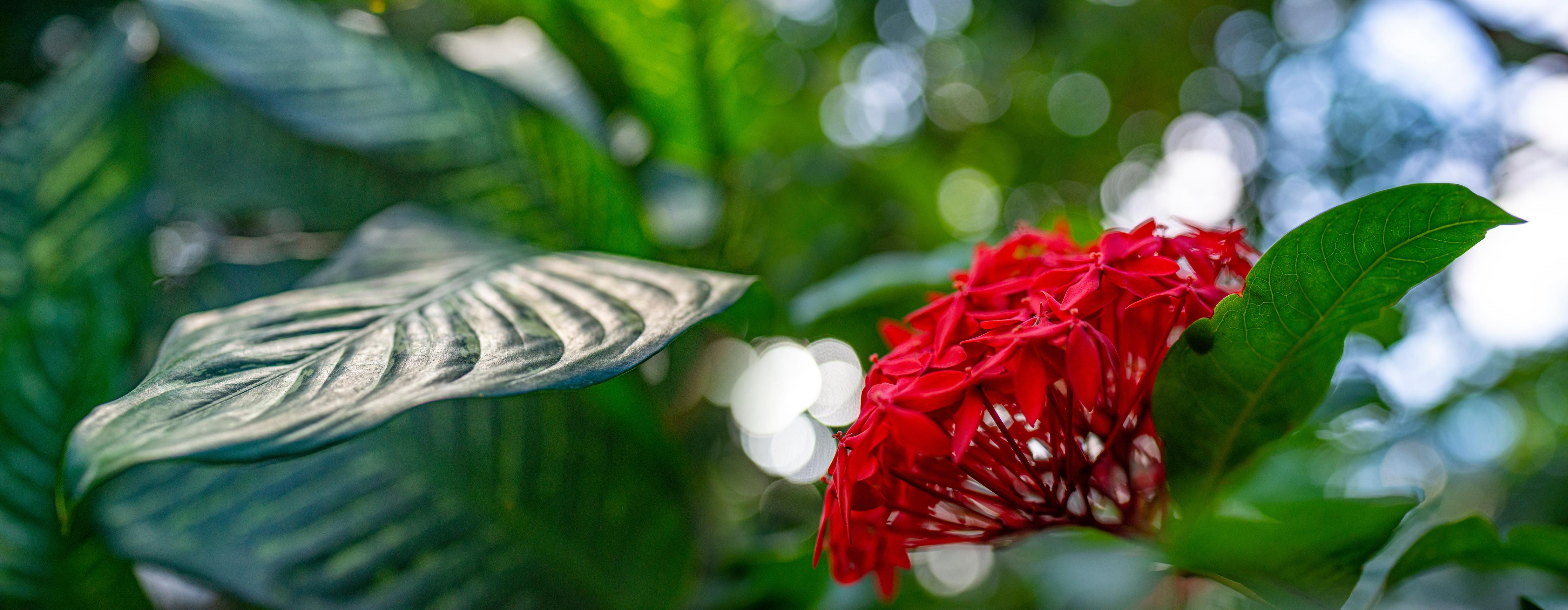 Spritzschutz-Exotische Blume und Blätter im Gewächshaus