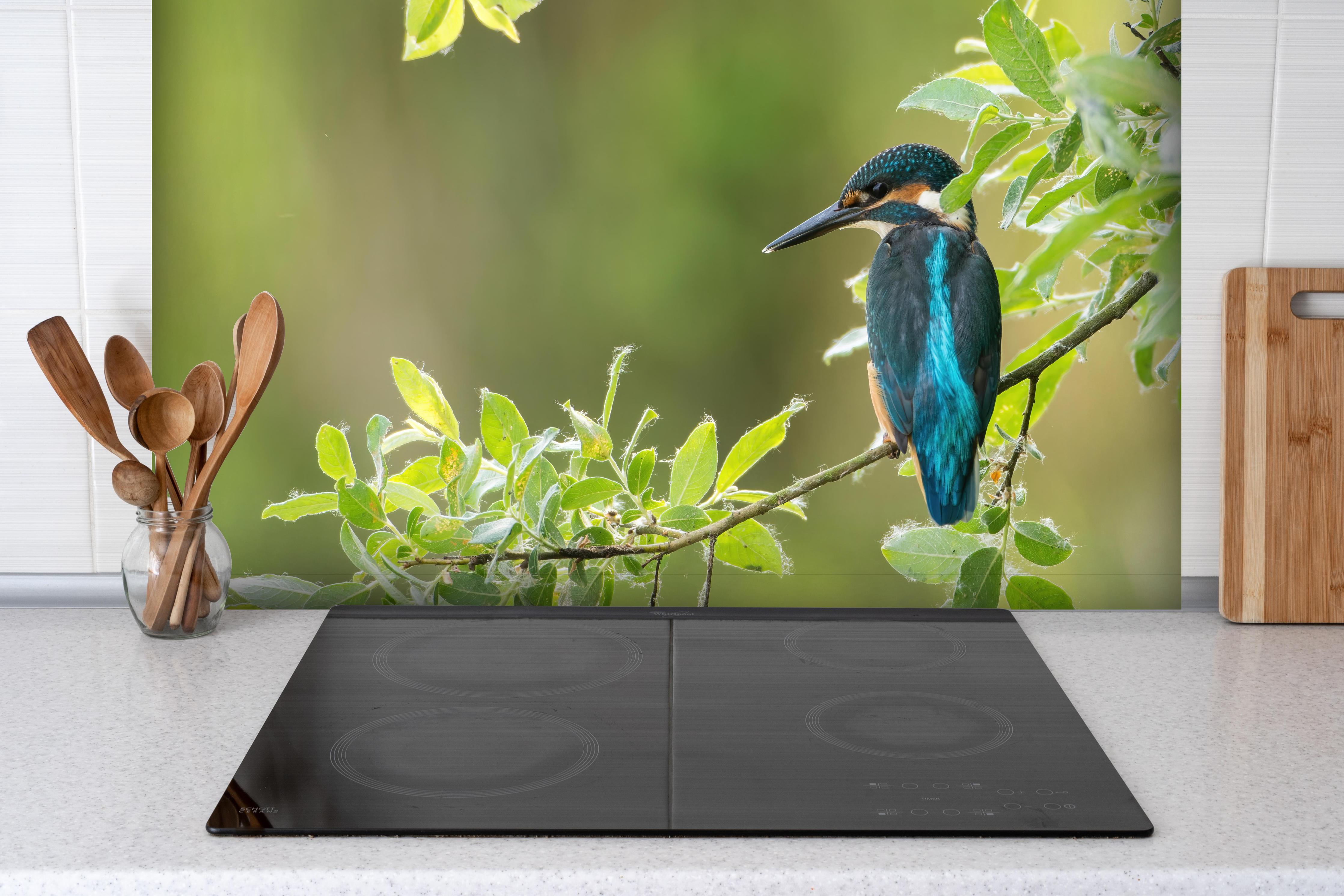 Spritzschutz - Exotischer friedlicher Eisvogel hinter einem Cerankochfeld zwischen Holz-Kochutensilien