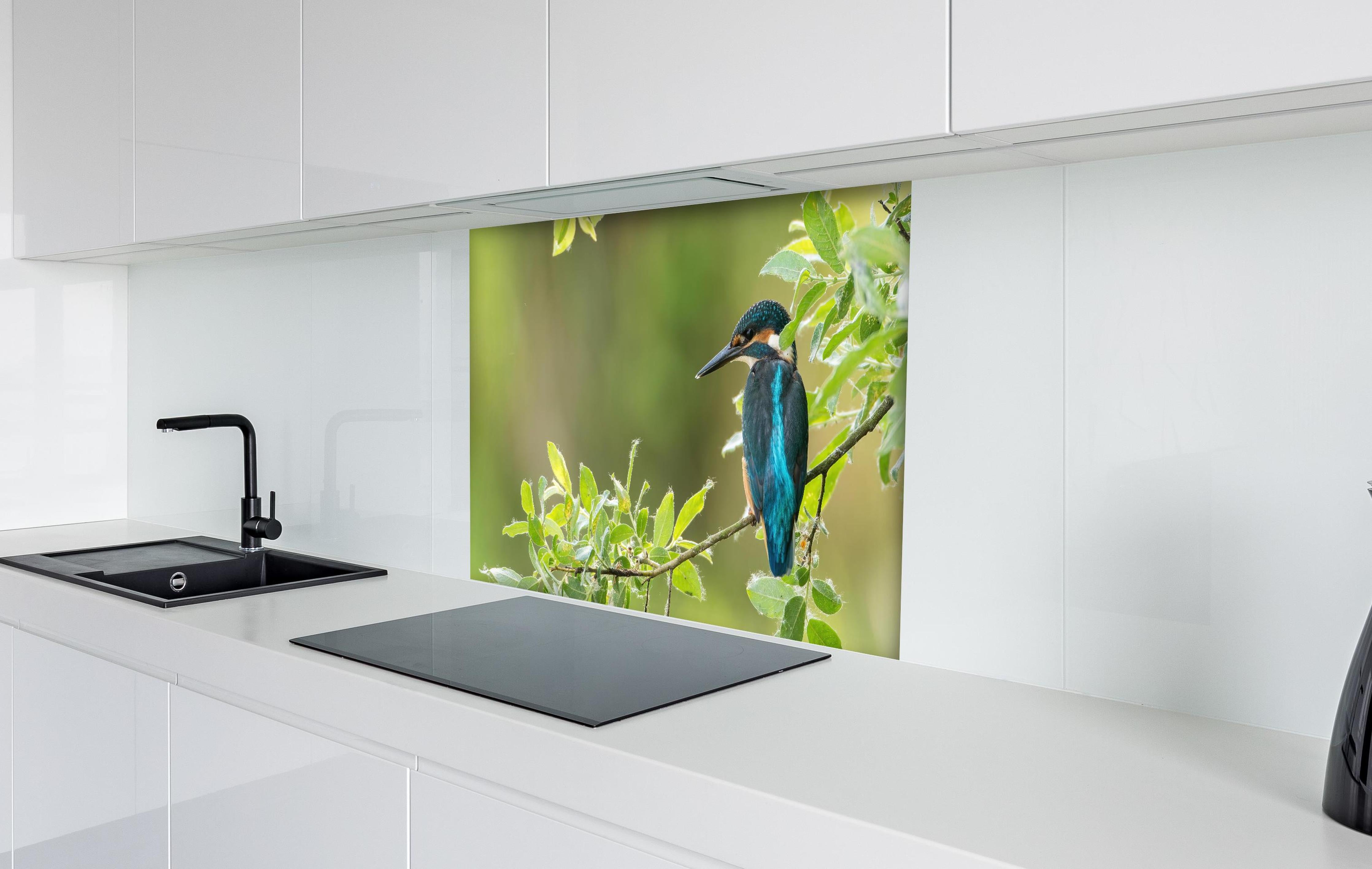 Spritzschutz - Exotischer friedlicher Eisvogel hinter einem Cerankochfeld zwischen Holz-Kochutensilien