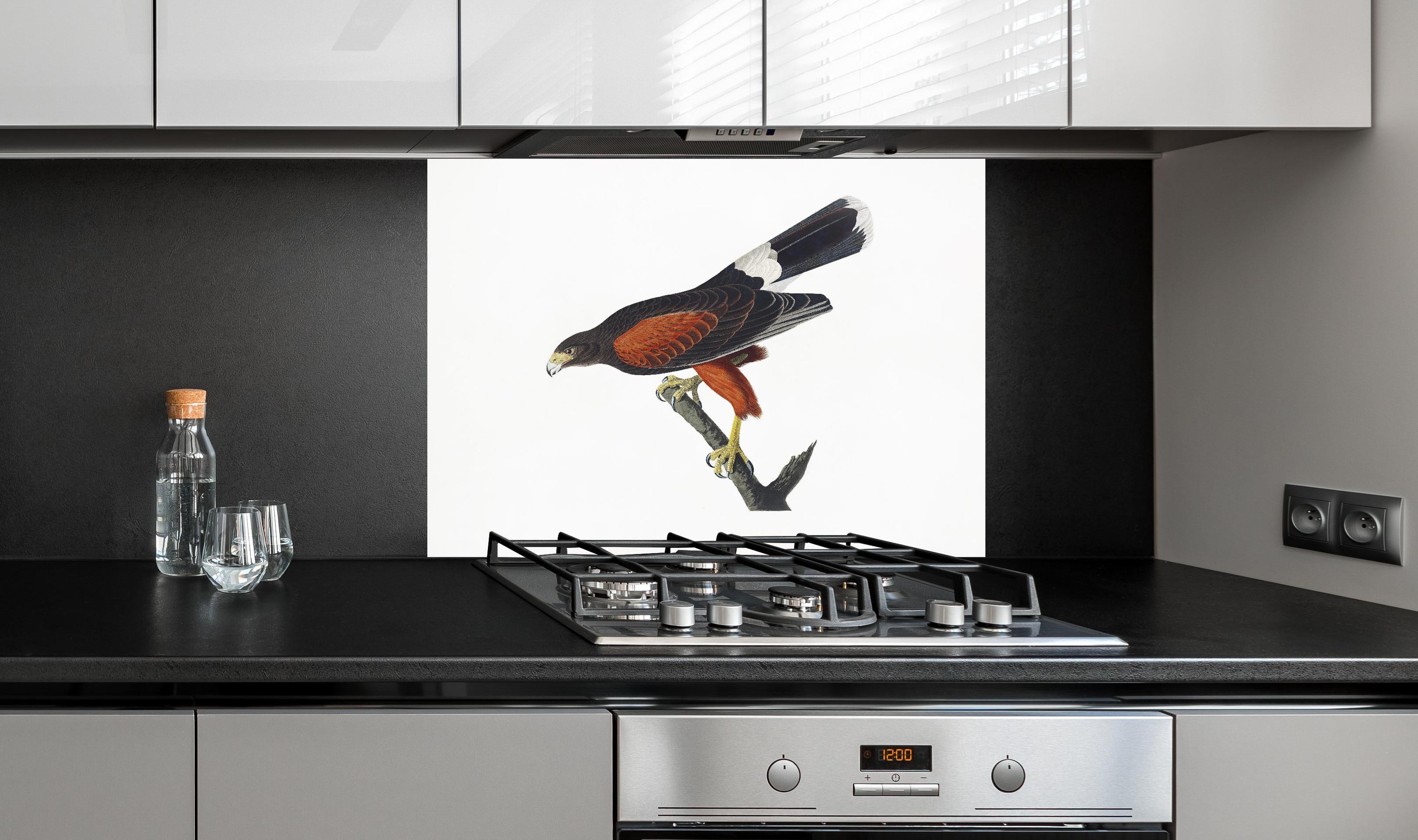 Spritzschutz - Falken Portrait - John James Audubon hinter einem Cerankochfeld zwischen Holz-Kochutensilien