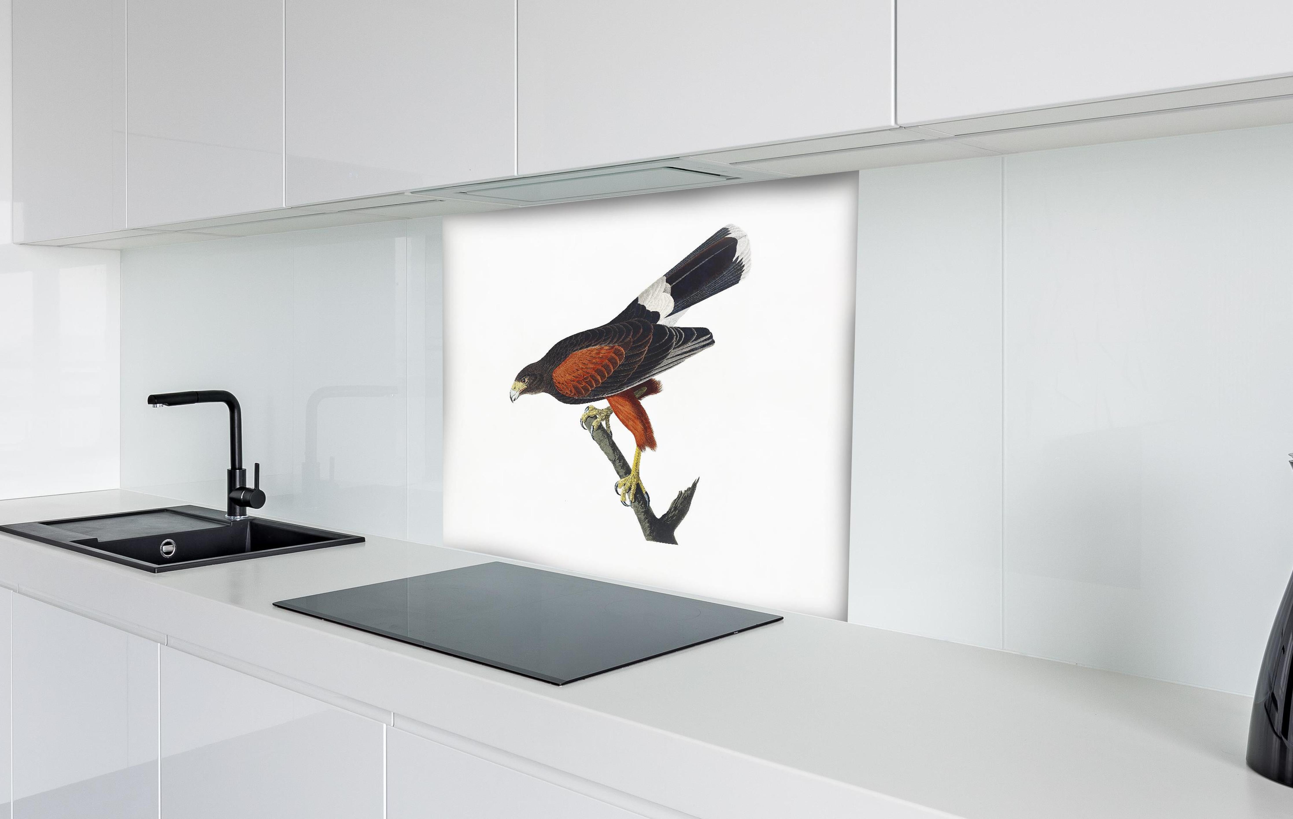 Spritzschutz - Falken Portrait - John James Audubon hinter einem Cerankochfeld zwischen Holz-Kochutensilien