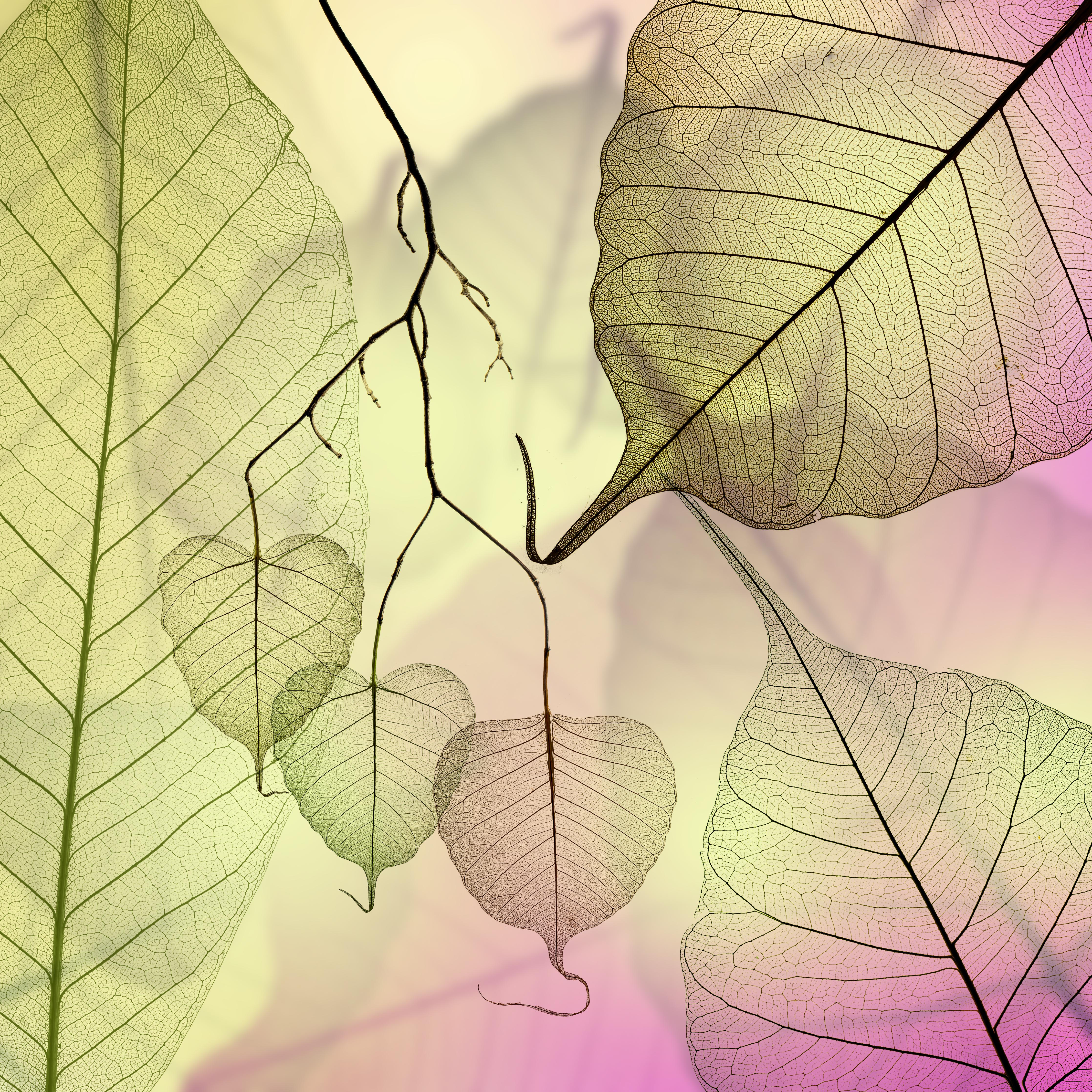 Spritzschutz-Farbenfrohe Blattadertextur Makroaufnahme