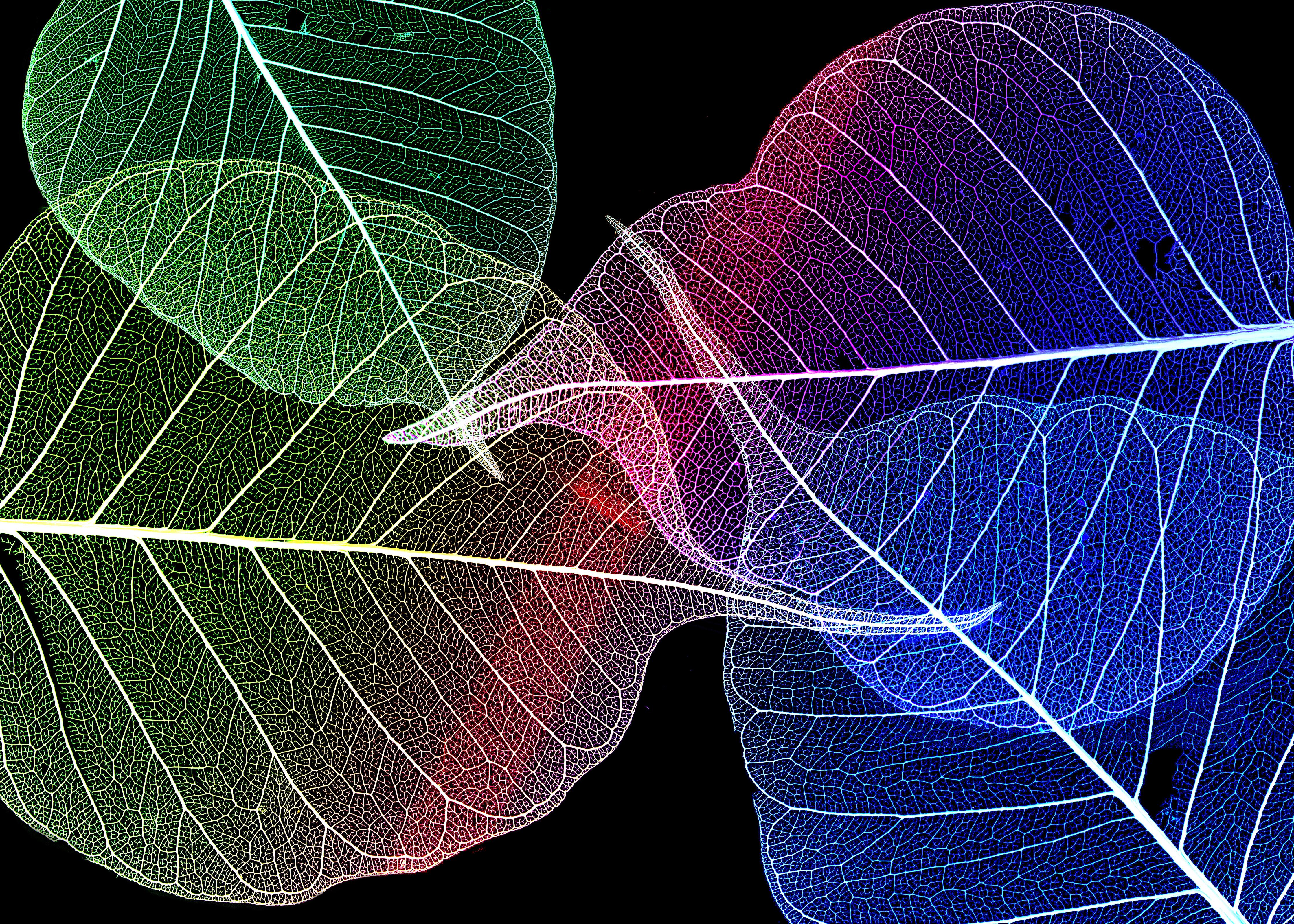 Spritzschutz-Farbige Blattadern Textur auf Schwarzem Hintergrund