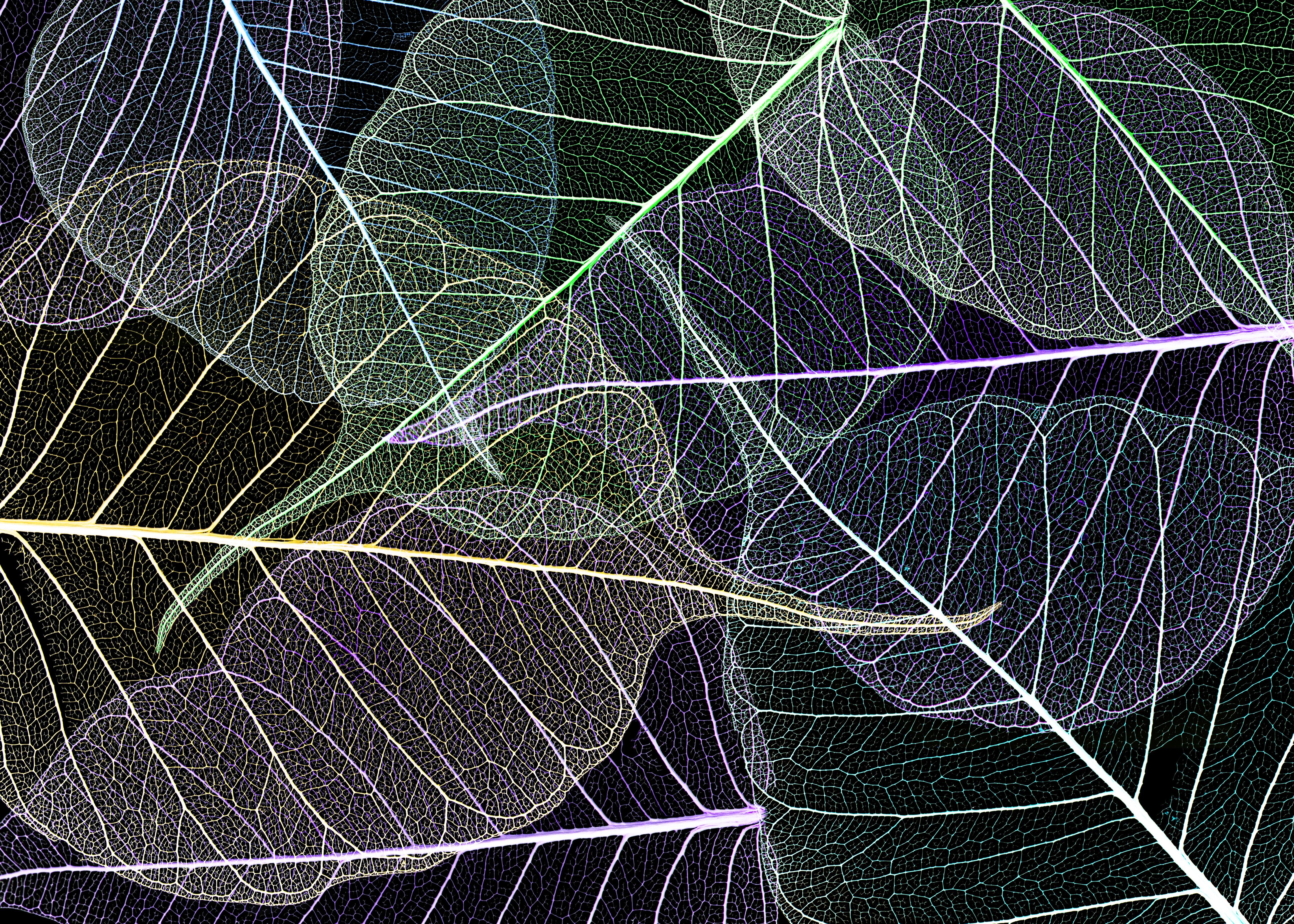 Spritzschutz-Farbige Texturierung von Laub auf Schwarzem Hintergrund