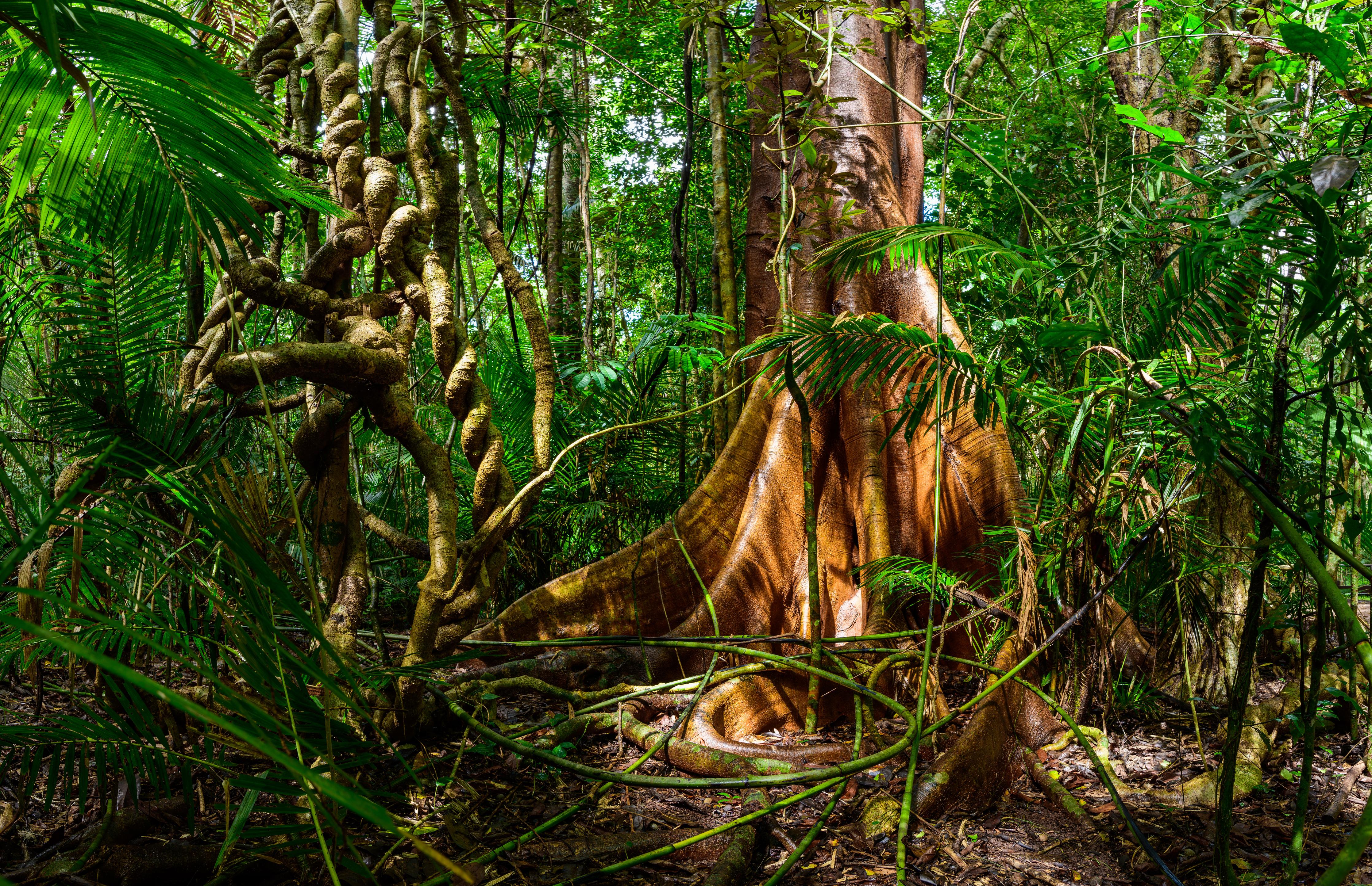 Spritzschutz-Feigenbaum