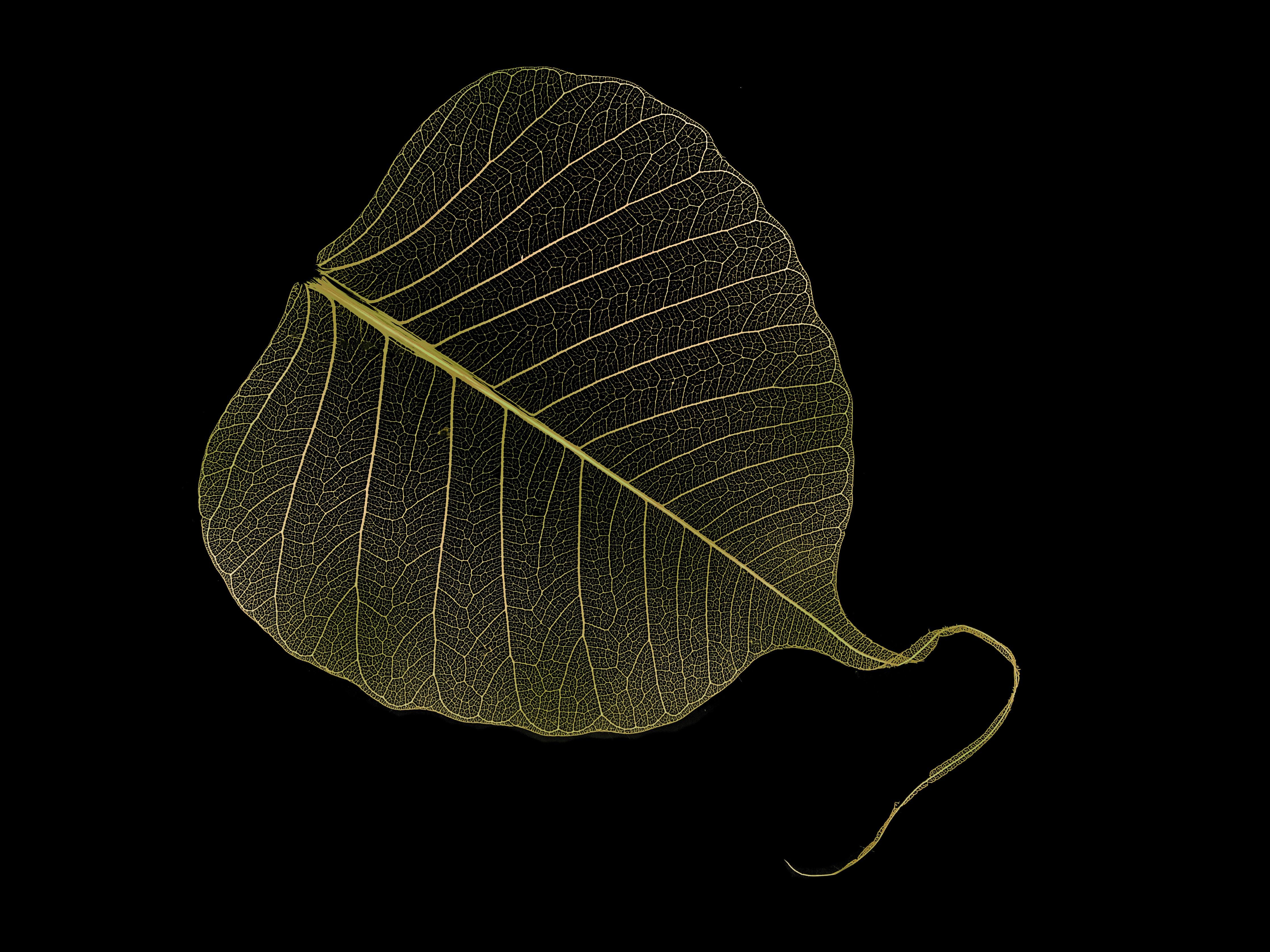 Spritzschutz-Feine gelbe Blattadern Schwarz Hintergrund