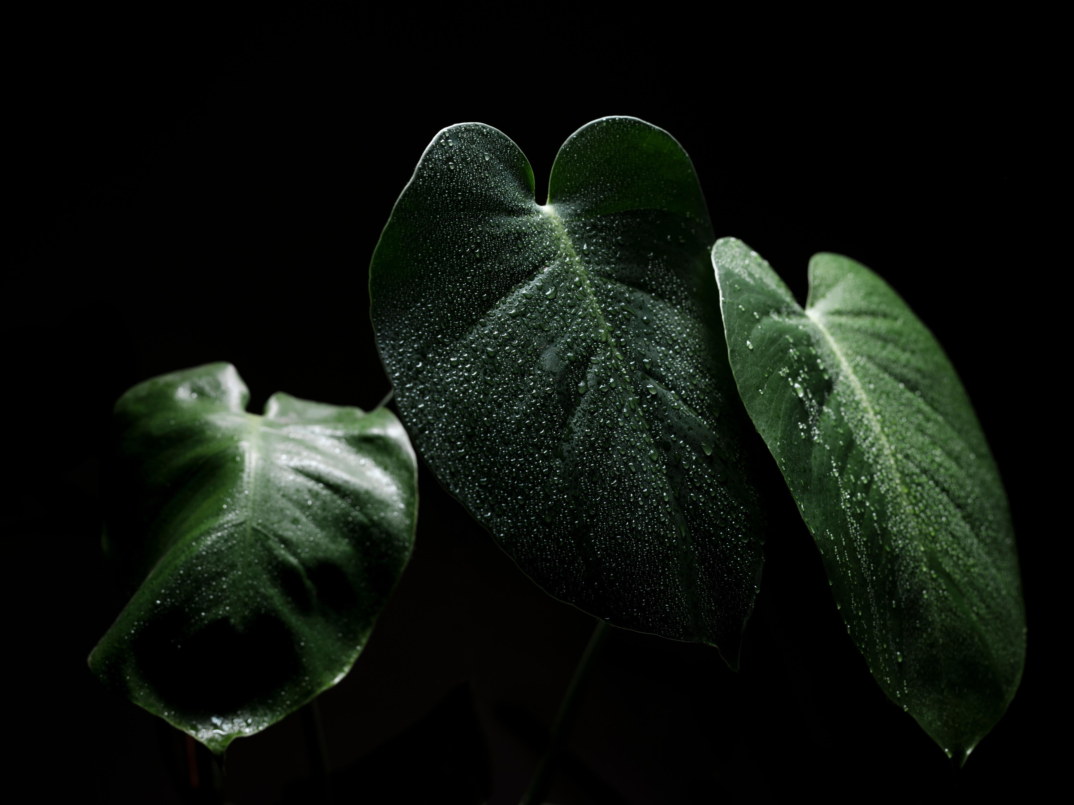 Spritzschutz-Feuchtes Blatt auf schwarzem Hintergrund