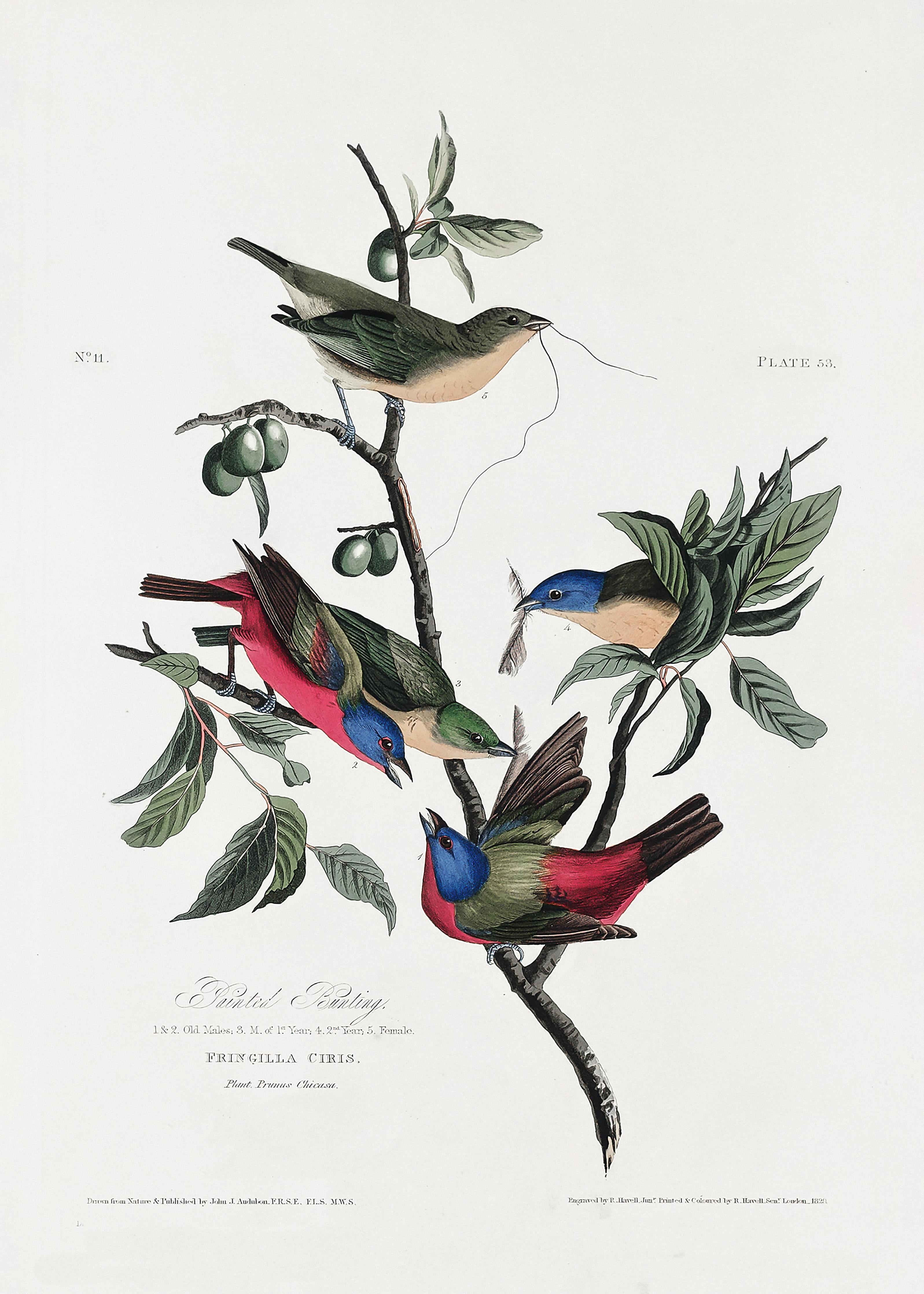 Spritzschutz-Fink Portrait - John James Audubon