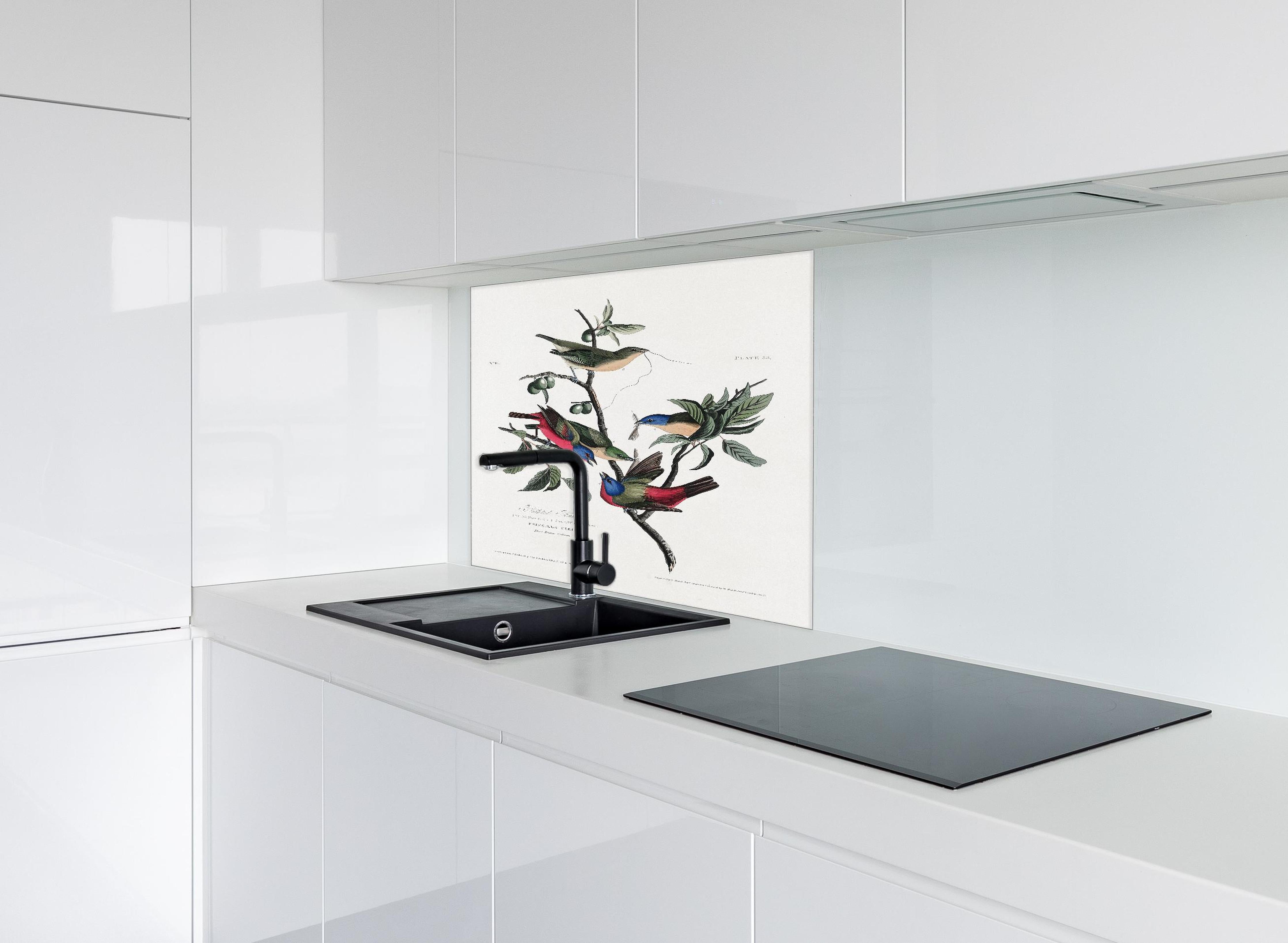 Spritzschutz - Fink Portrait - John James Audubon hinter einem Cerankochfeld zwischen Holz-Kochutensilien