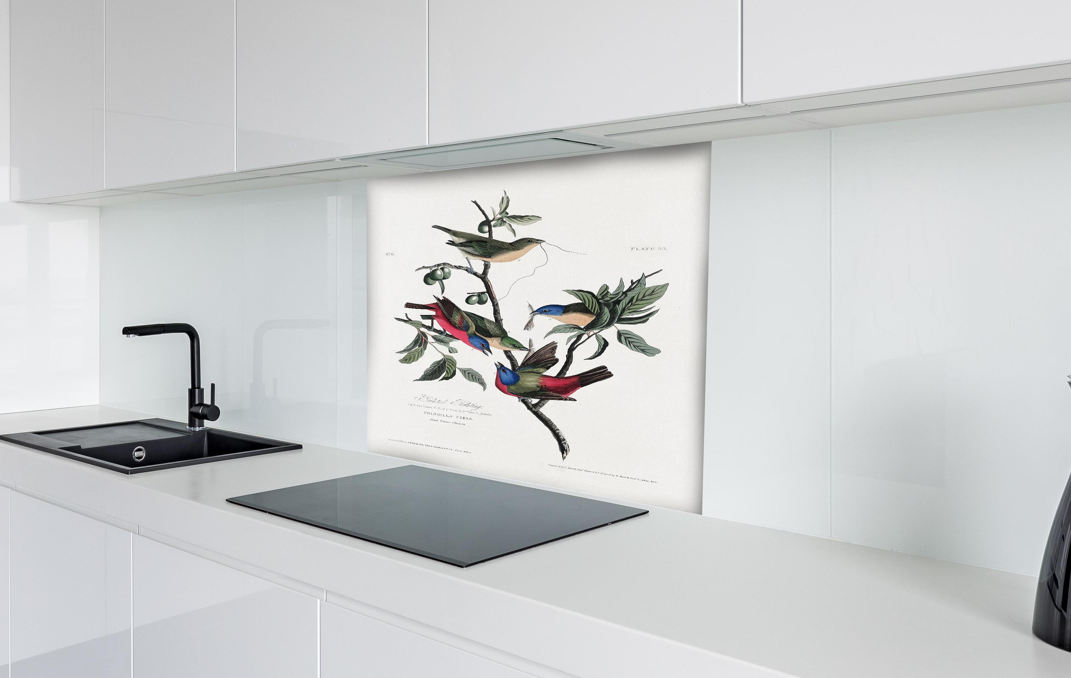 Spritzschutz - Fink Portrait - John James Audubon hinter einem Cerankochfeld zwischen Holz-Kochutensilien