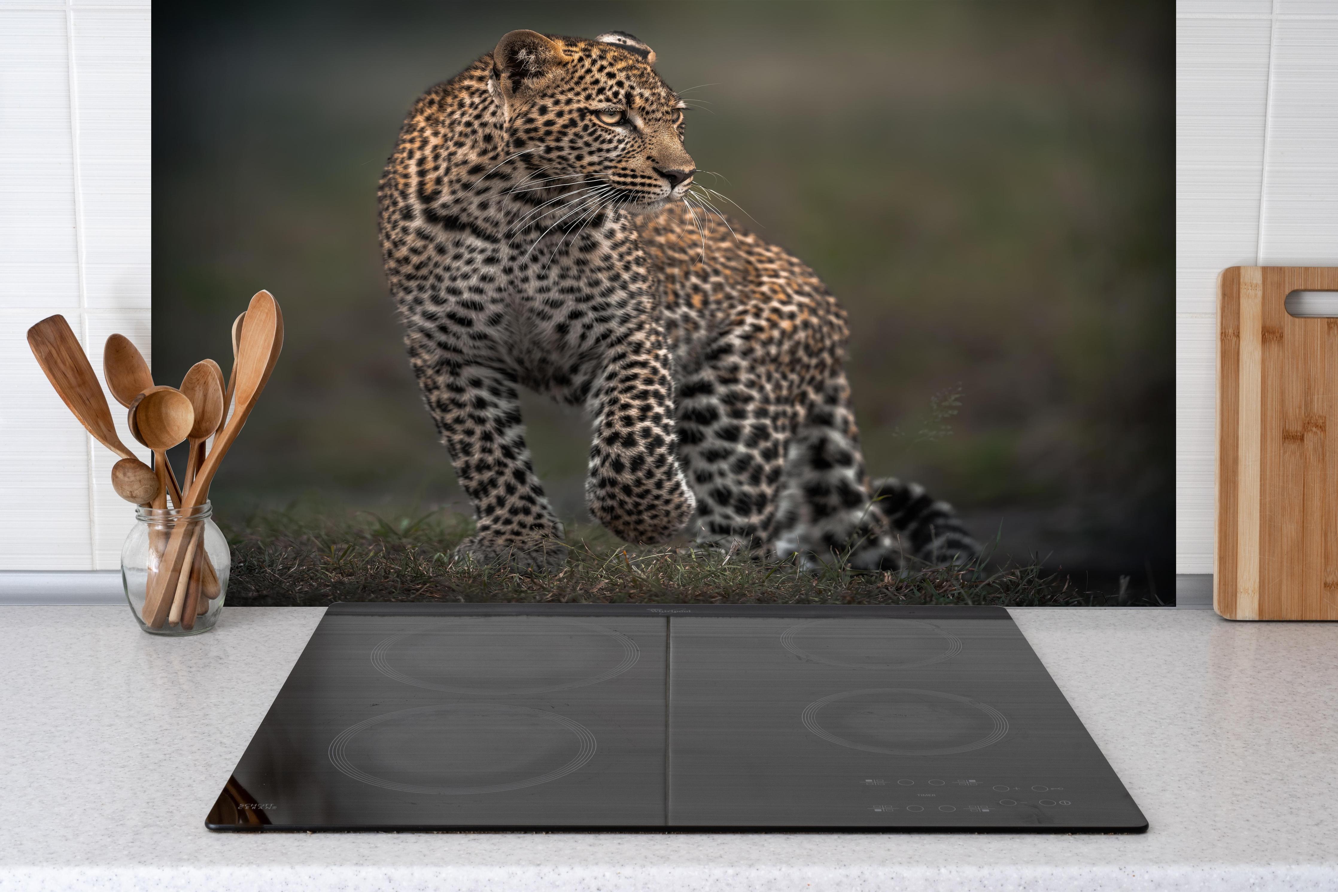 Spritzschutz - Fokussierter Leopard - Savanne hinter einem Cerankochfeld zwischen Holz-Kochutensilien