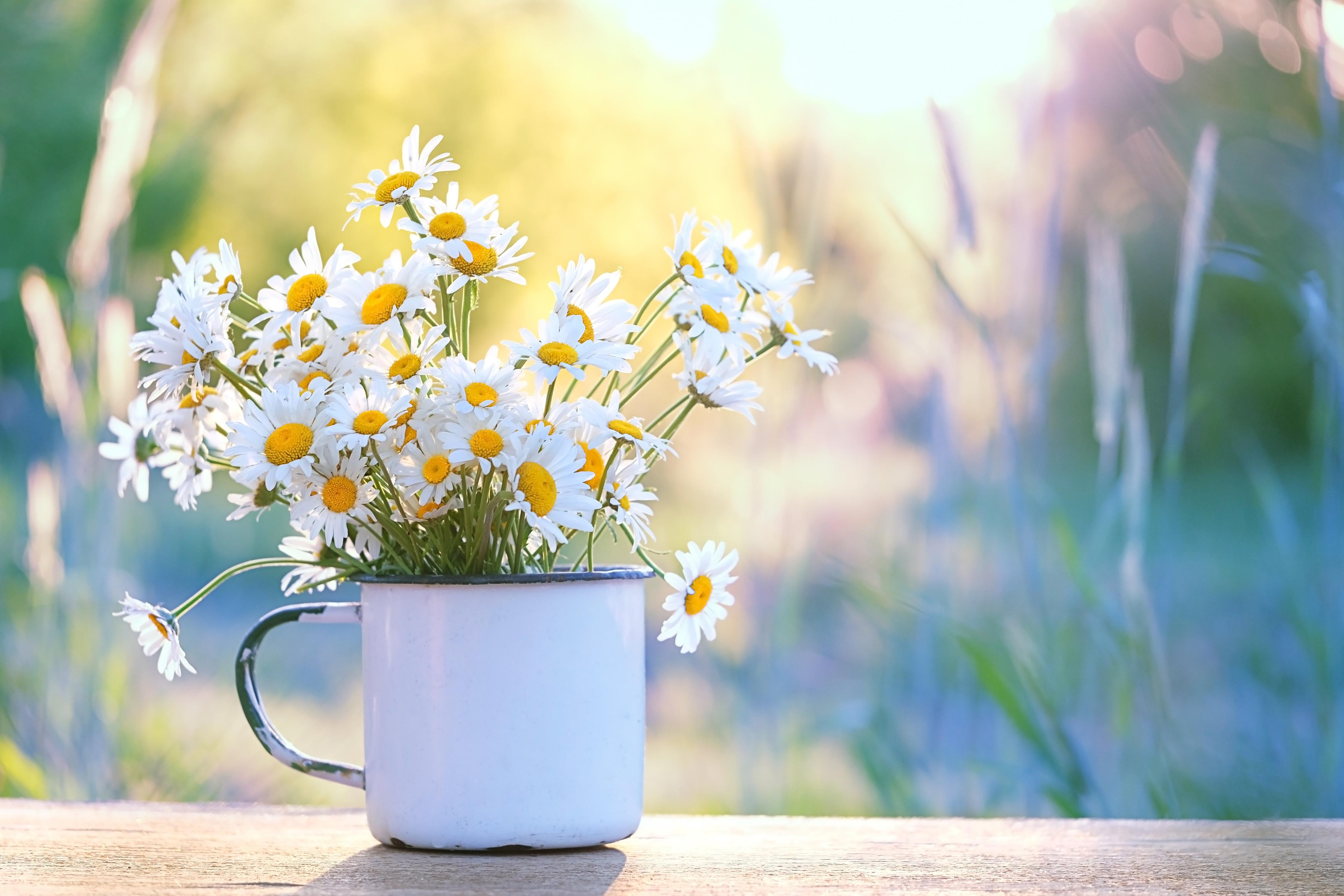 Spritzschutz-Gänseblümchen im Licht des Sonnenuntergangs