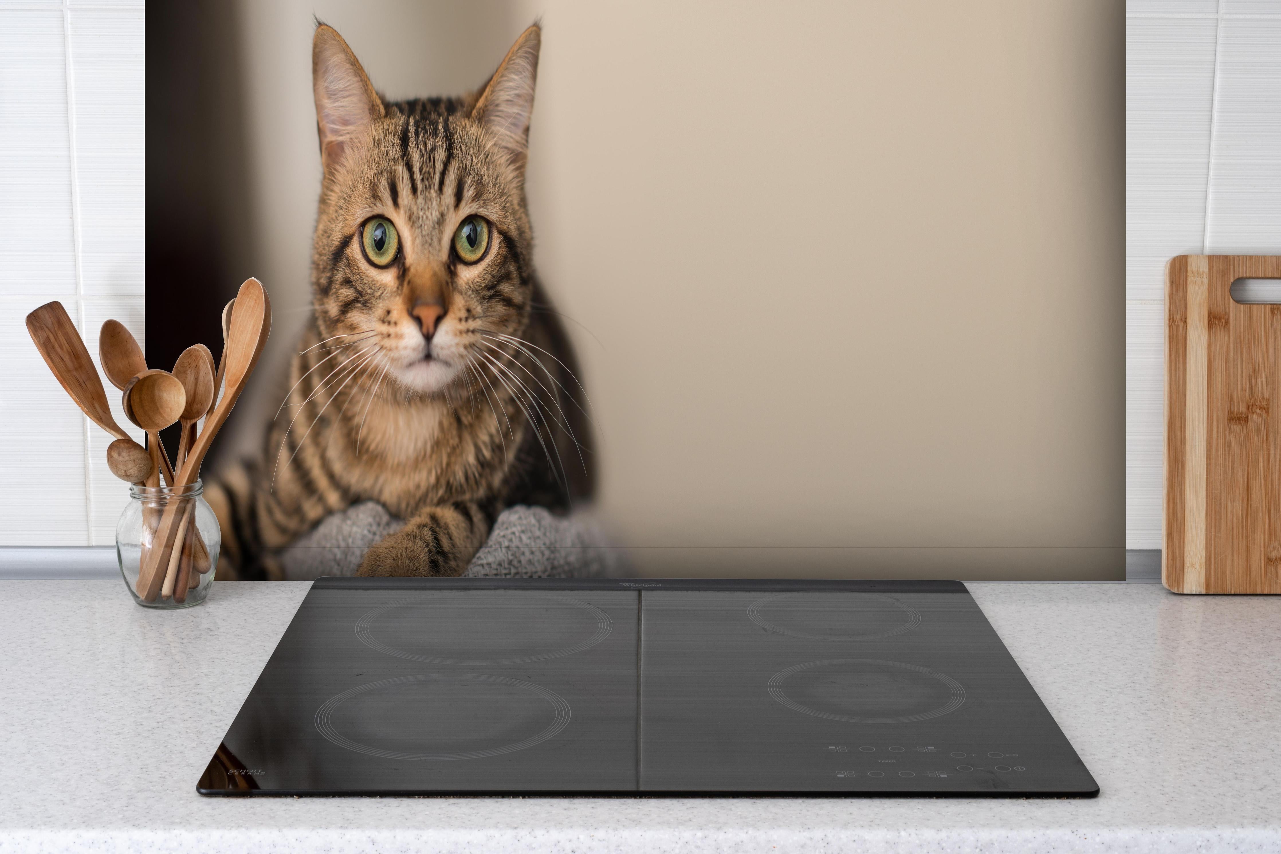 Spritzschutz - Gelassene Hauskatze Beige-Braun Zuhause hinter einem Cerankochfeld zwischen Holz-Kochutensilien