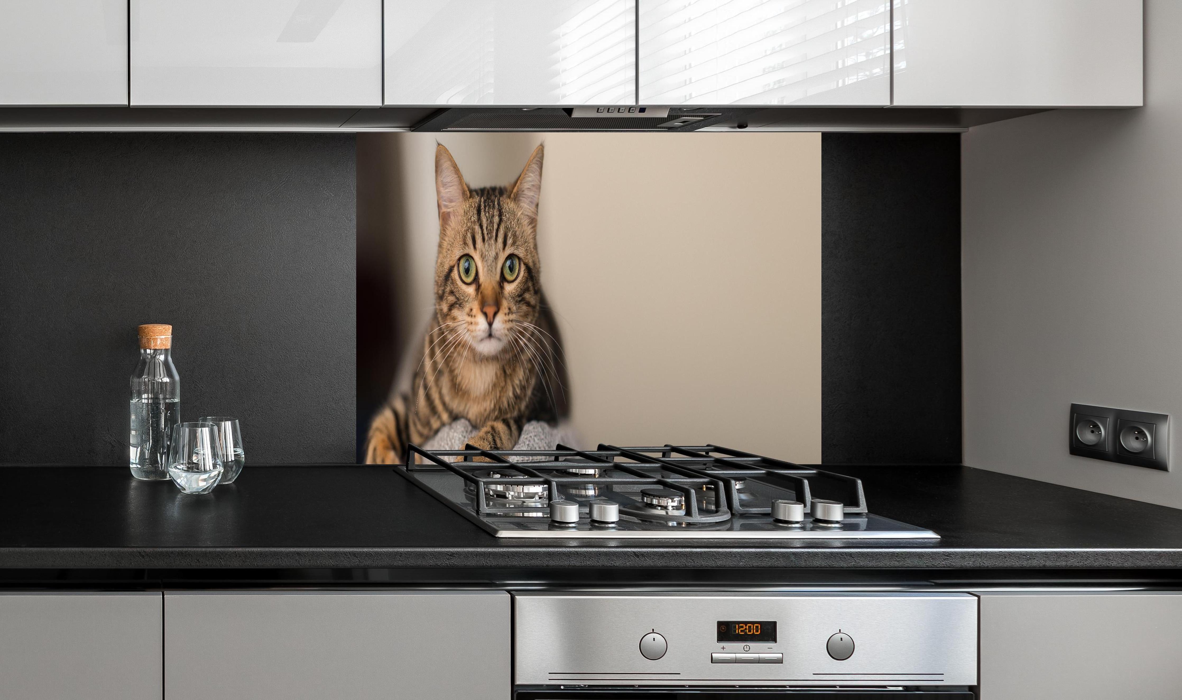 Spritzschutz - Gelassene Hauskatze Beige-Braun Zuhause hinter einem Cerankochfeld zwischen Holz-Kochutensilien