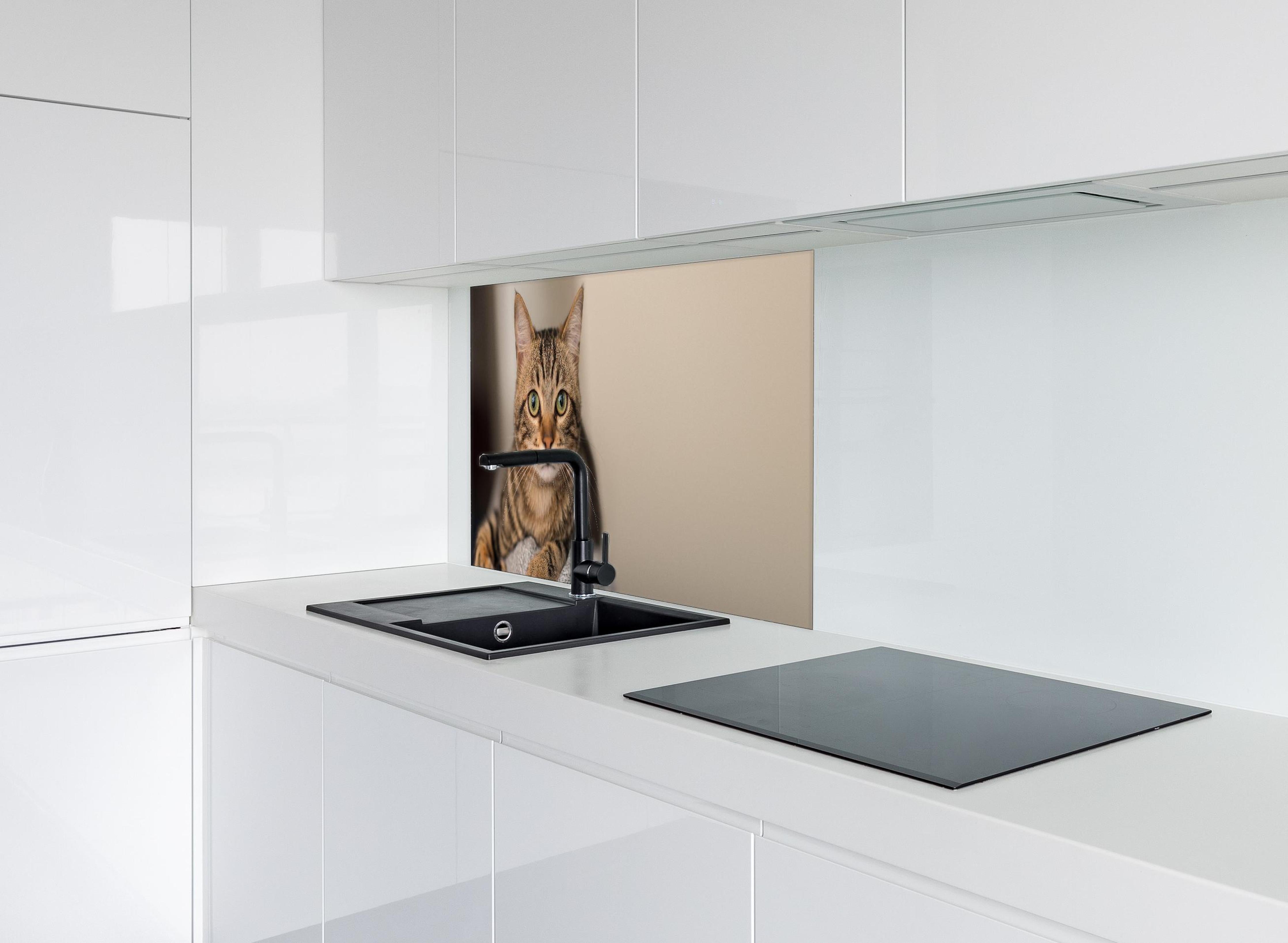 Spritzschutz - Gelassene Hauskatze Beige-Braun Zuhause hinter einem Cerankochfeld zwischen Holz-Kochutensilien