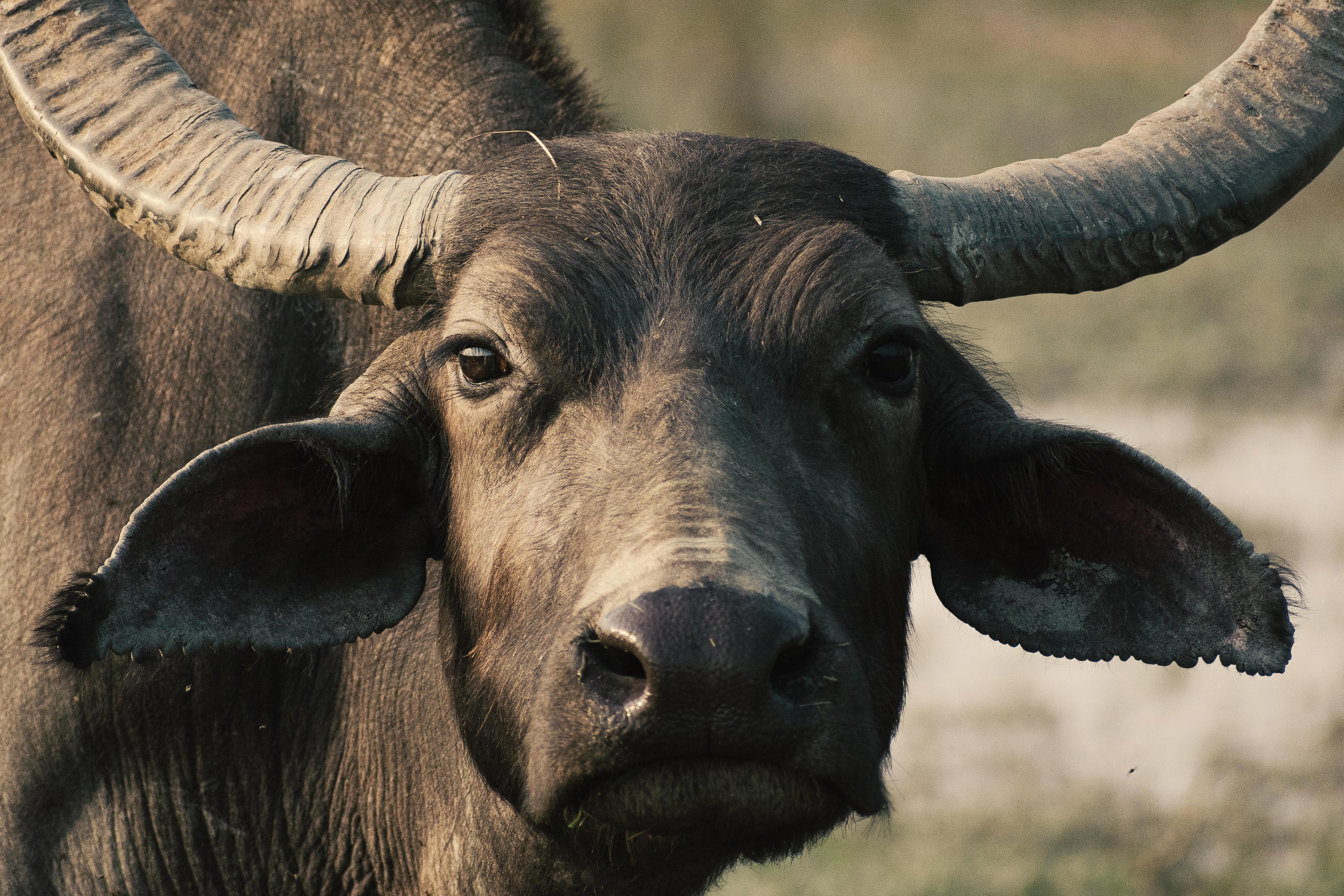 Spritzschutz-Gesicht eines Büffels
