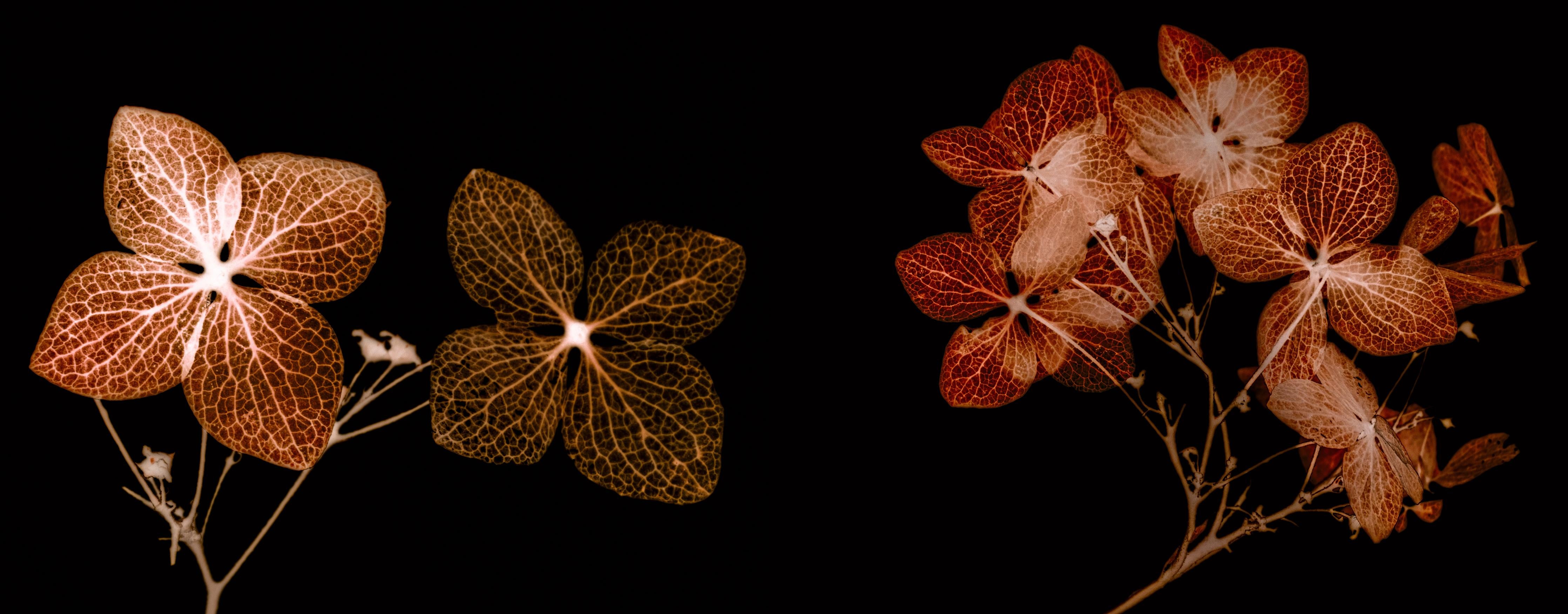 Spritzschutz-Getrocknete Hortensien Nahaufnahme auf Weiß