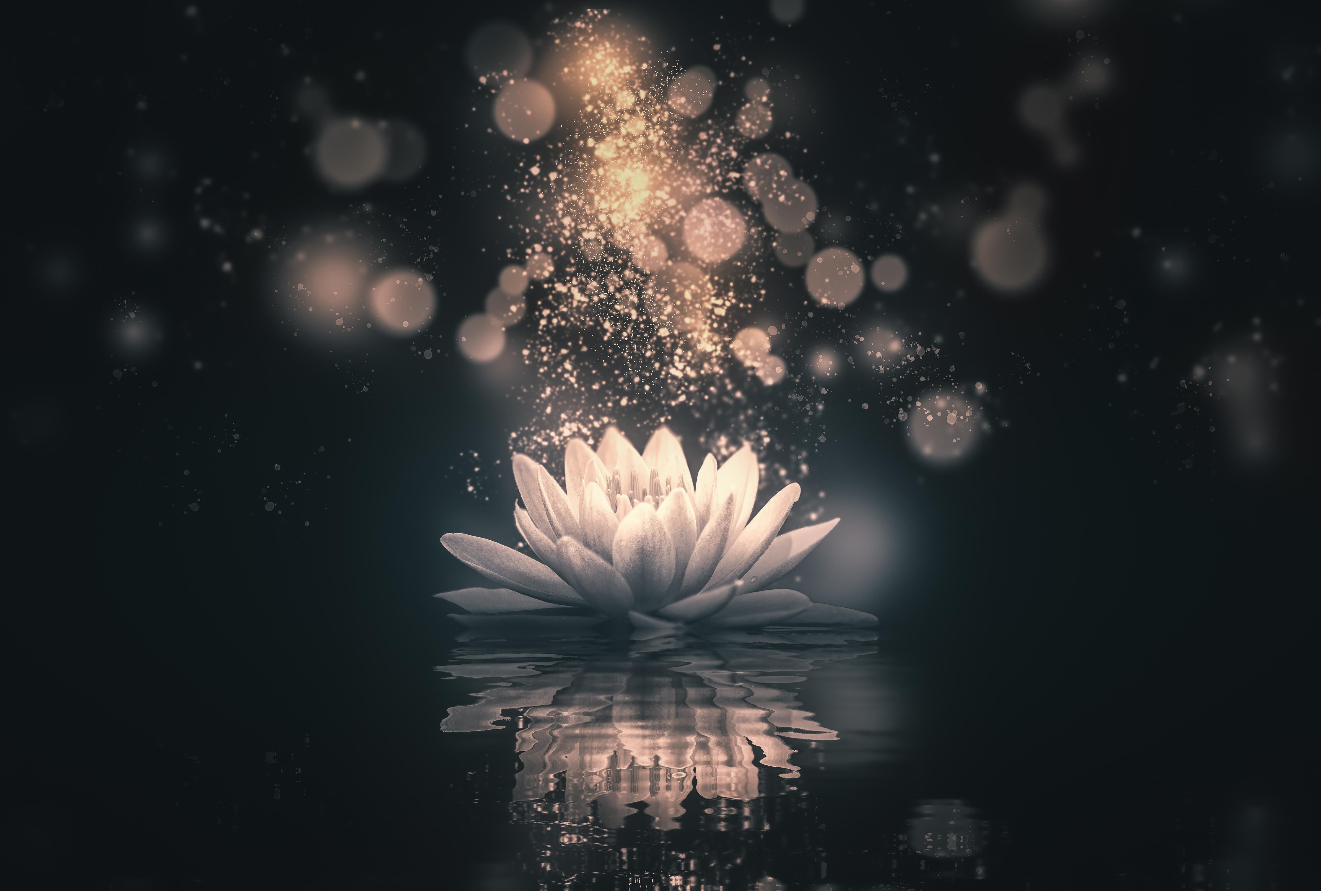 Spritzschutz-Goldene Lotusblüte auf dunklem Hintergrund