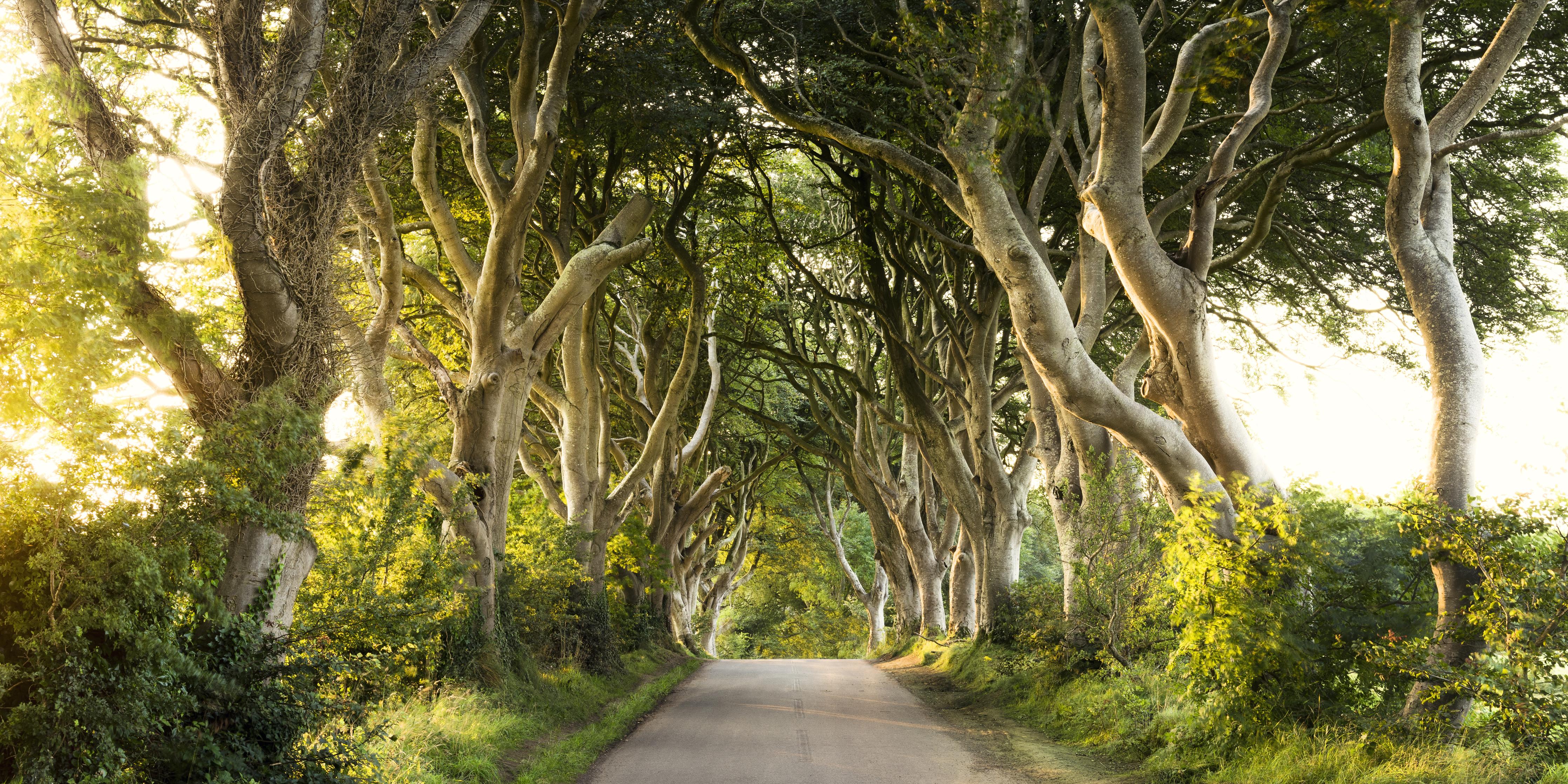 Spritzschutz-Goldener Weg im Wald