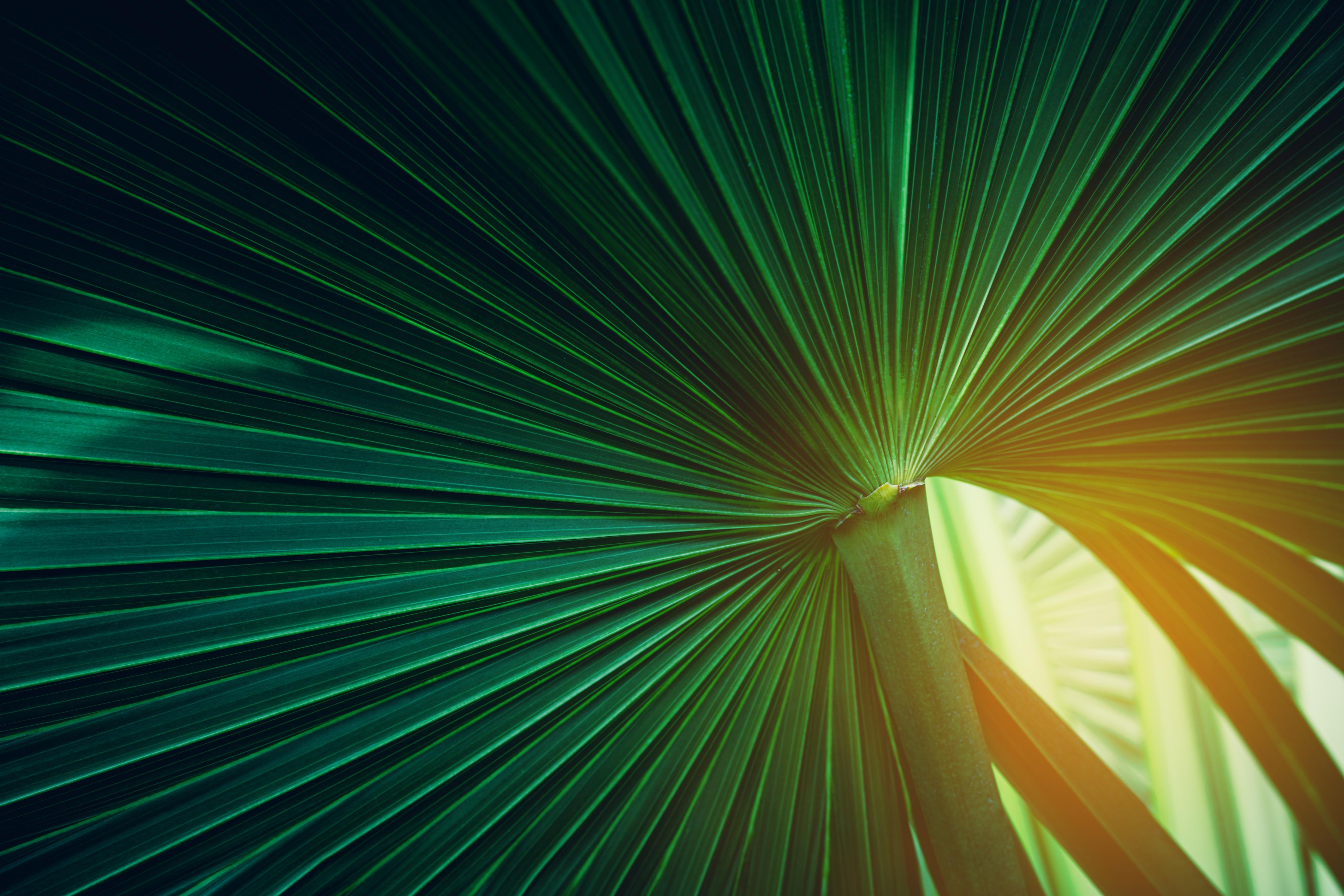 Spritzschutz-Grüne Blatt Textur