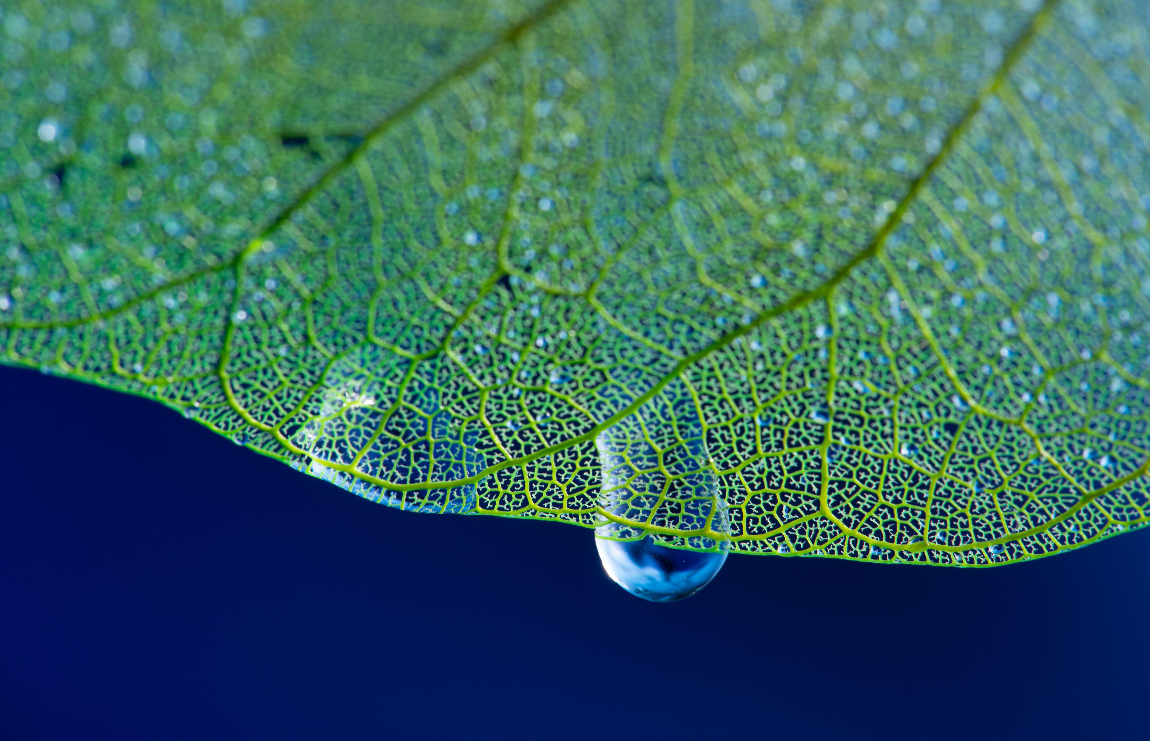 Spritzschutz-Grünes Blatt Makro mit Wassertropfen