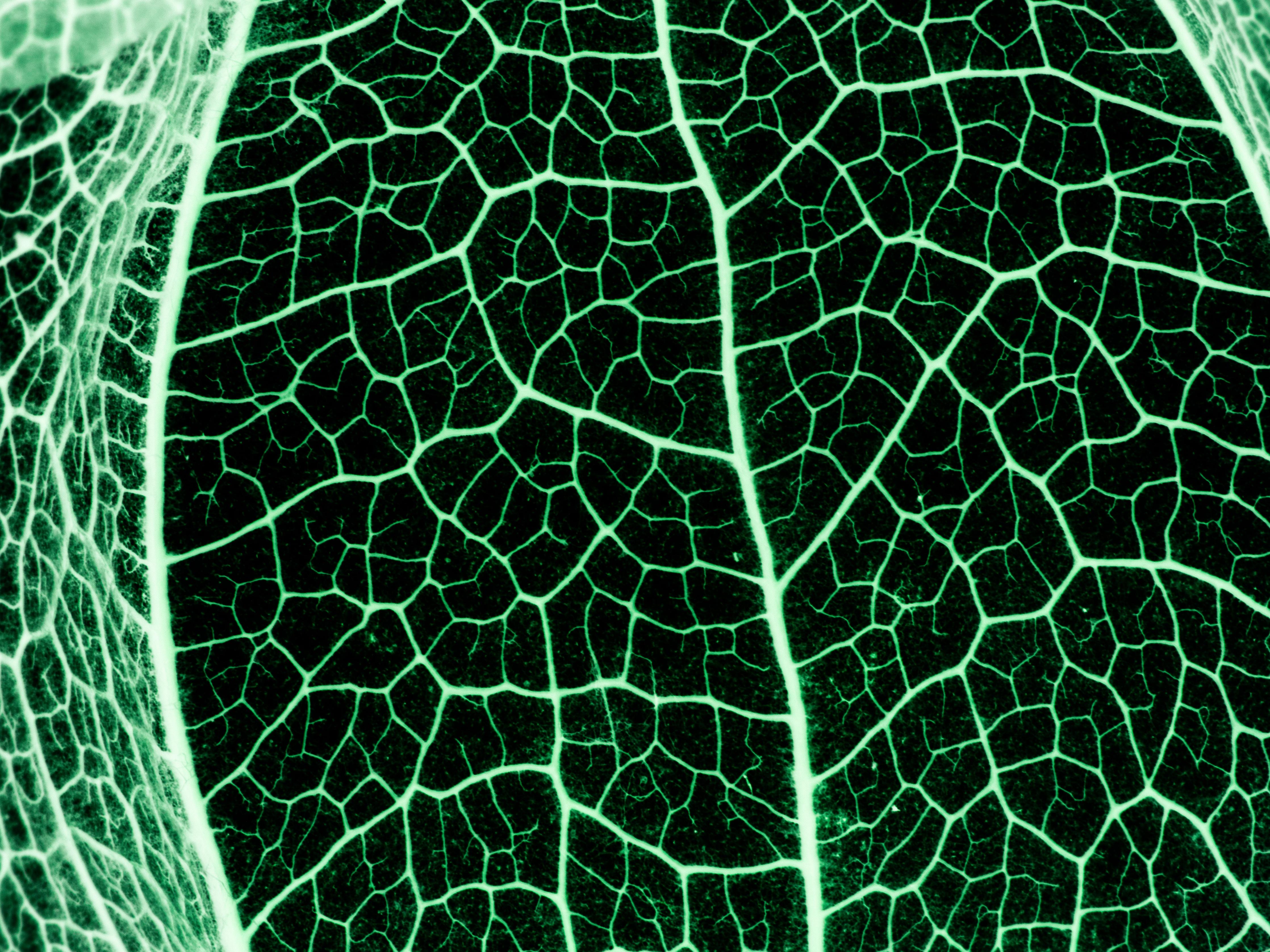 Spritzschutz-Grünliche Blatttextur im Detail