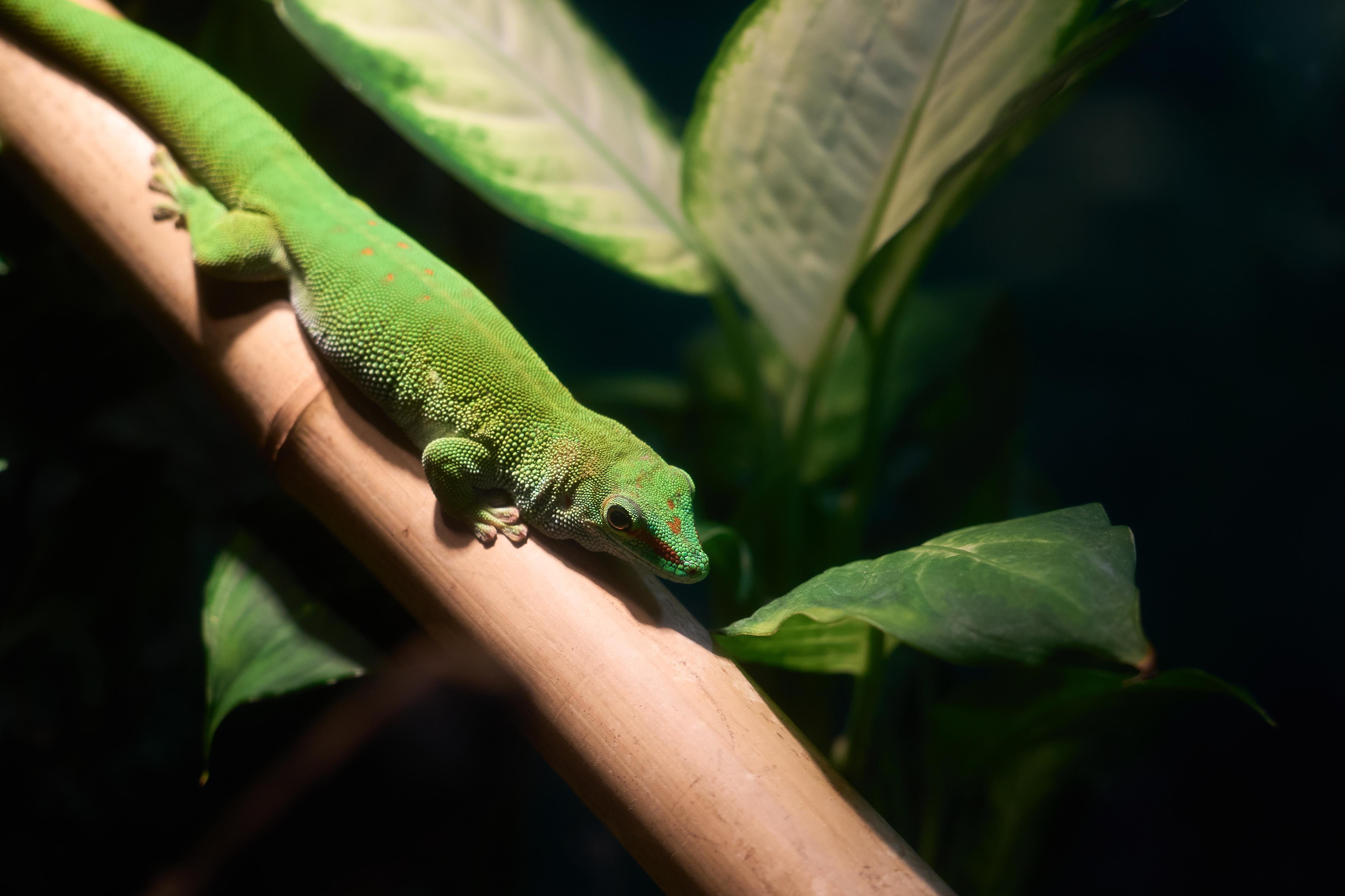 Spritzschutz-Grünliche Eidechse