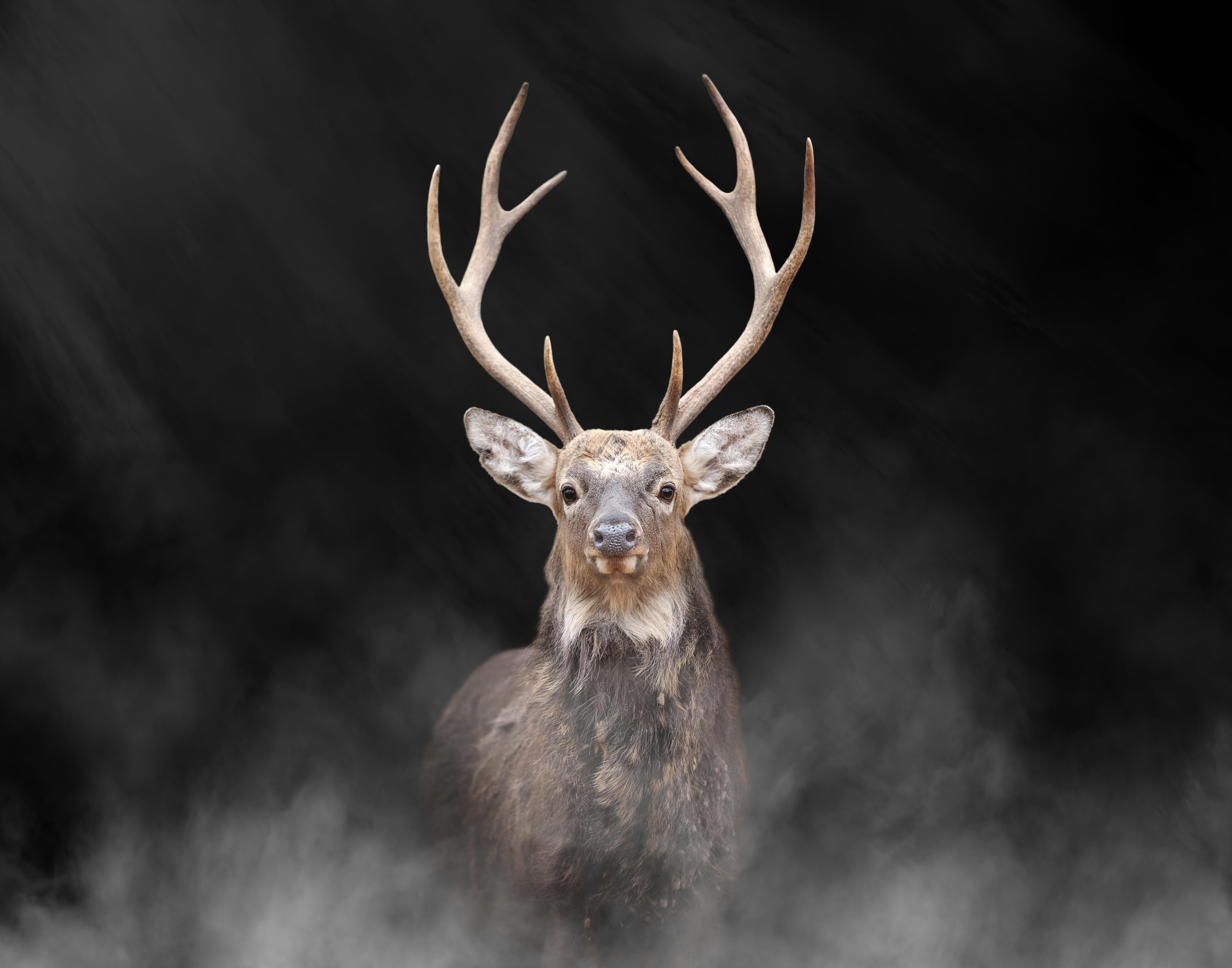 Spritzschutz-Hirsch frontal im Nebel