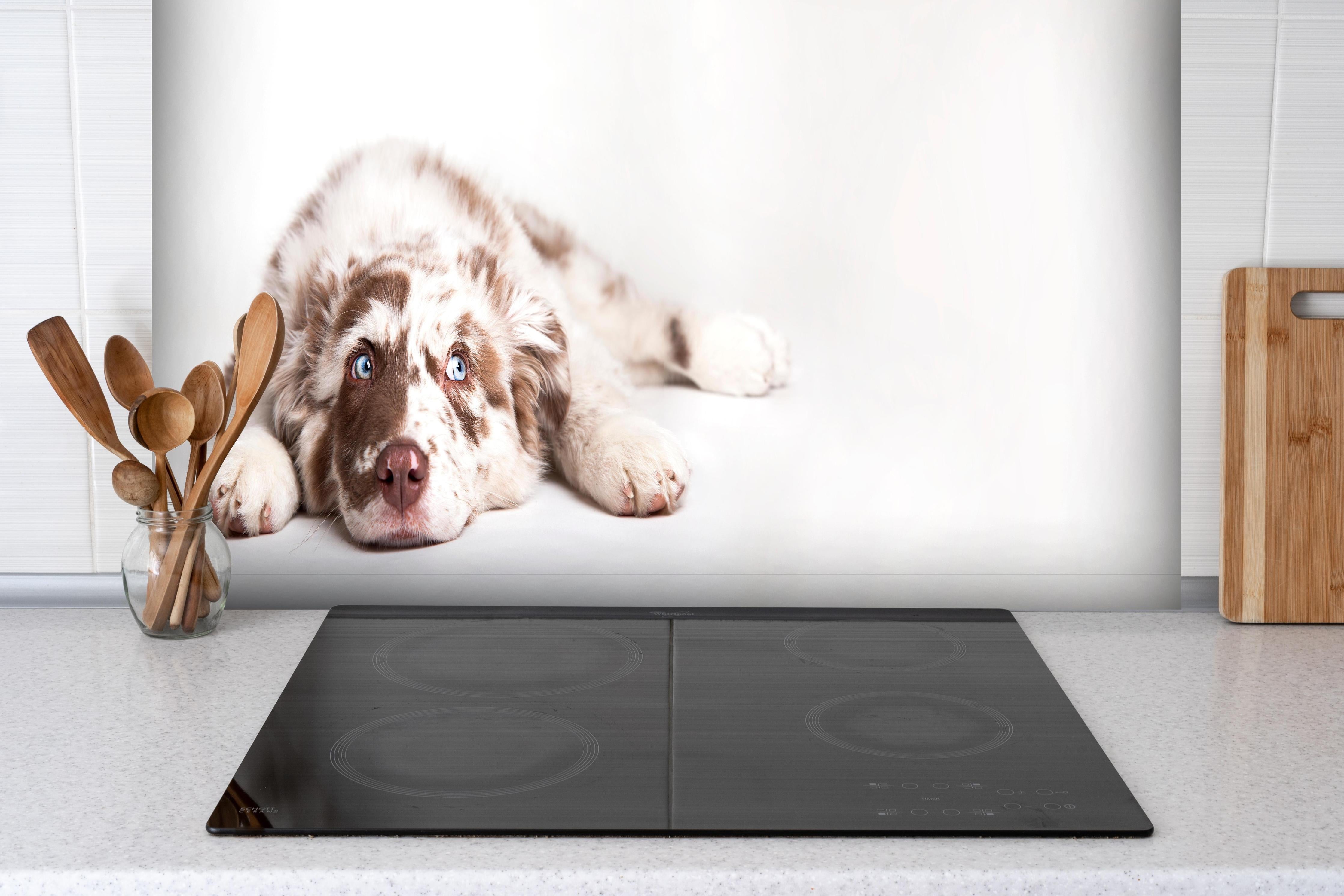 Spritzschutz - Hunde Portrait - Australian Shepherd hinter einem Cerankochfeld zwischen Holz-Kochutensilien