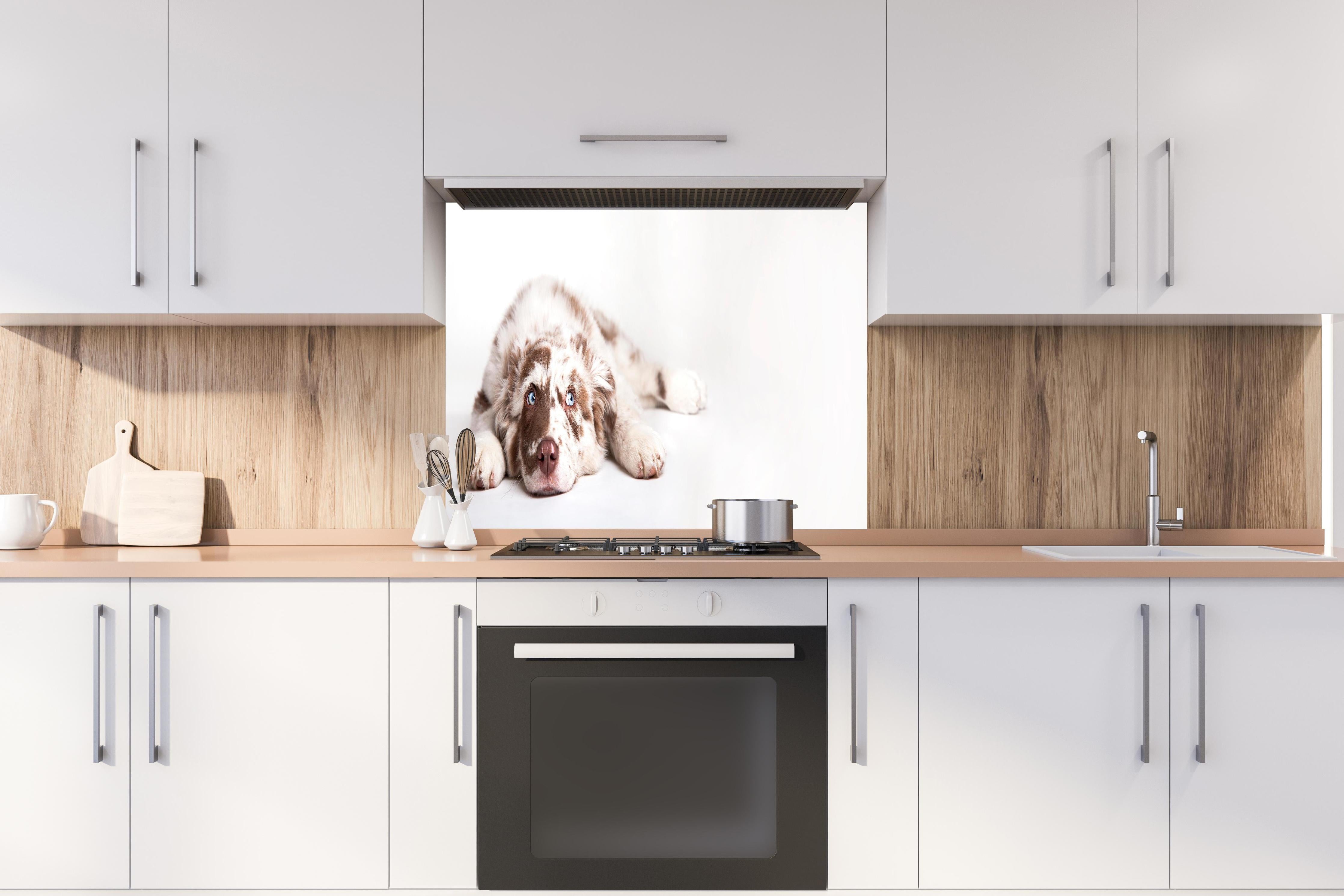 Spritzschutz - Hunde Portrait - Australian Shepherd hinter einem Cerankochfeld zwischen Holz-Kochutensilien