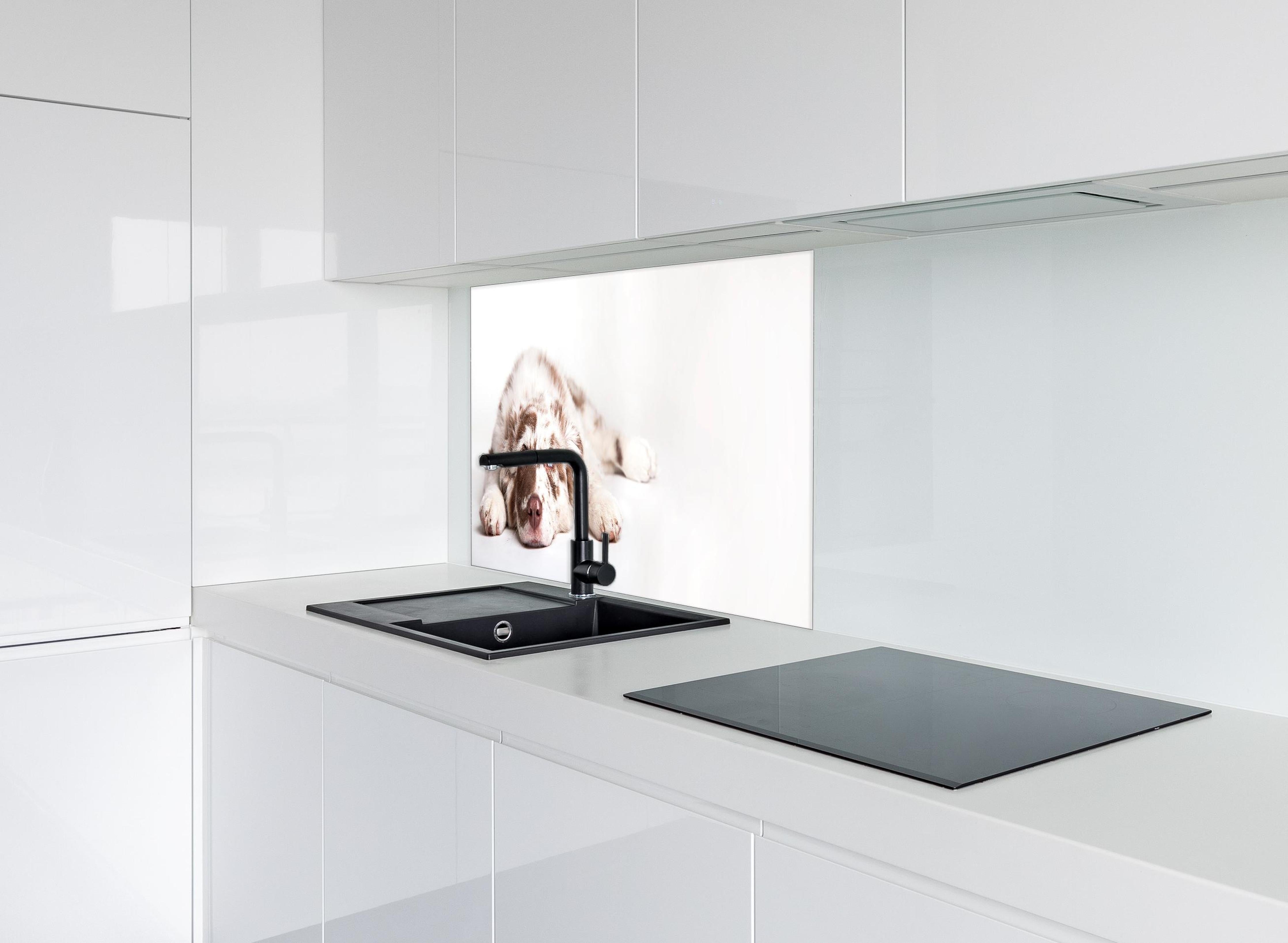 Spritzschutz - Hunde Portrait - Australian Shepherd hinter einem Cerankochfeld zwischen Holz-Kochutensilien