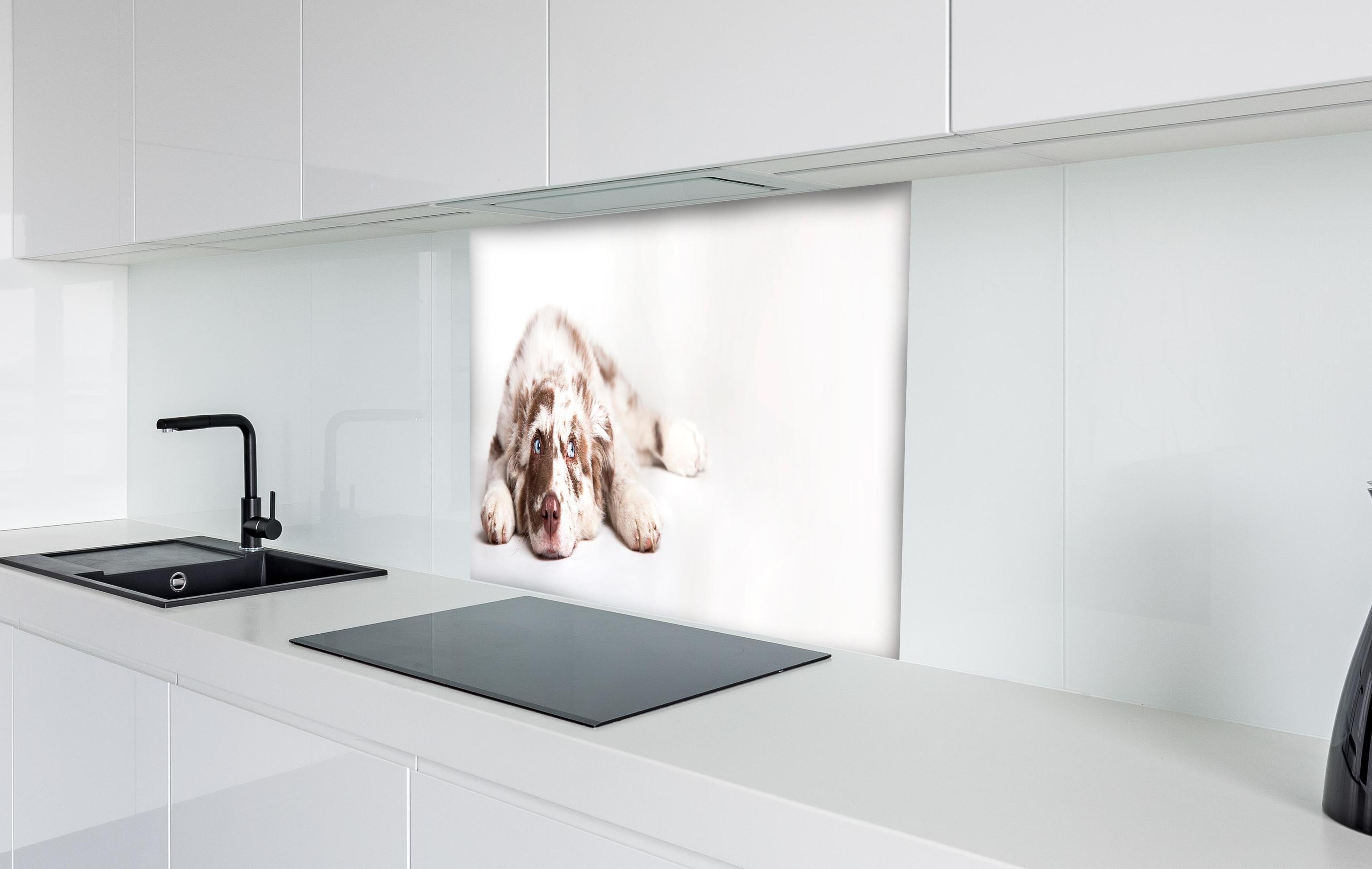 Spritzschutz - Hunde Portrait - Australian Shepherd hinter einem Cerankochfeld zwischen Holz-Kochutensilien