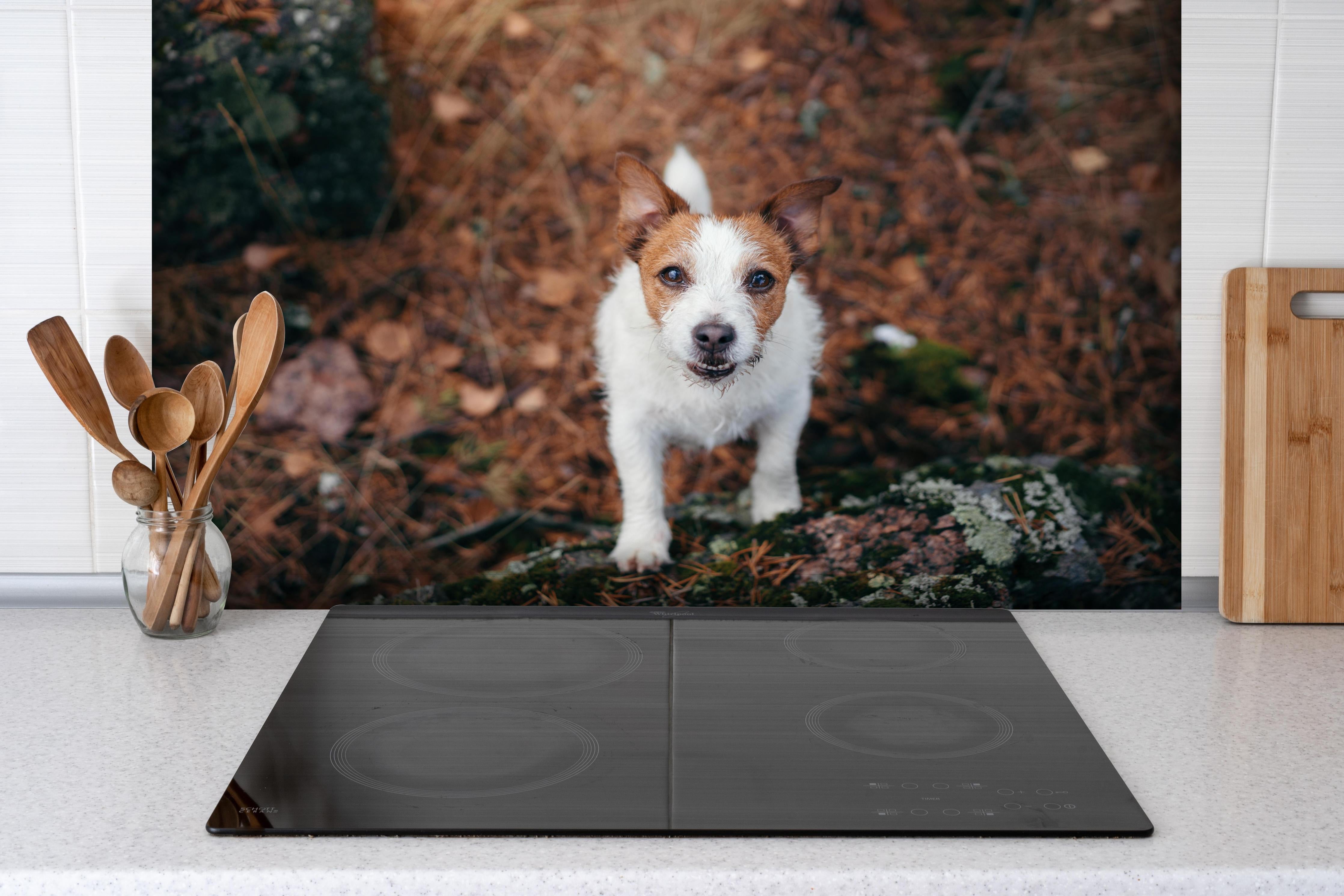 Spritzschutz - Jack Russell im herbstlichen Park hinter einem Cerankochfeld zwischen Holz-Kochutensilien