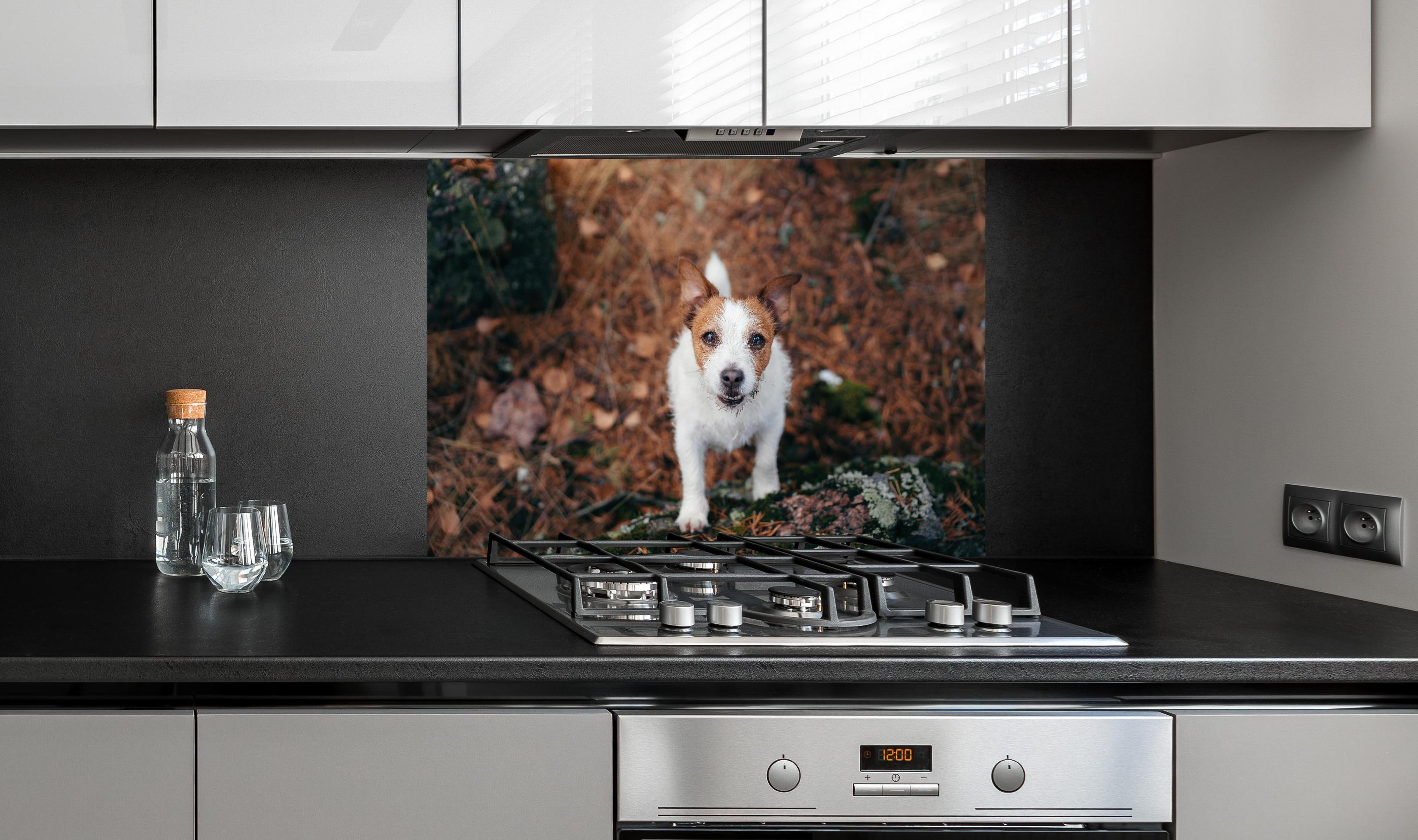 Spritzschutz - Jack Russell im herbstlichen Park hinter einem Cerankochfeld zwischen Holz-Kochutensilien
