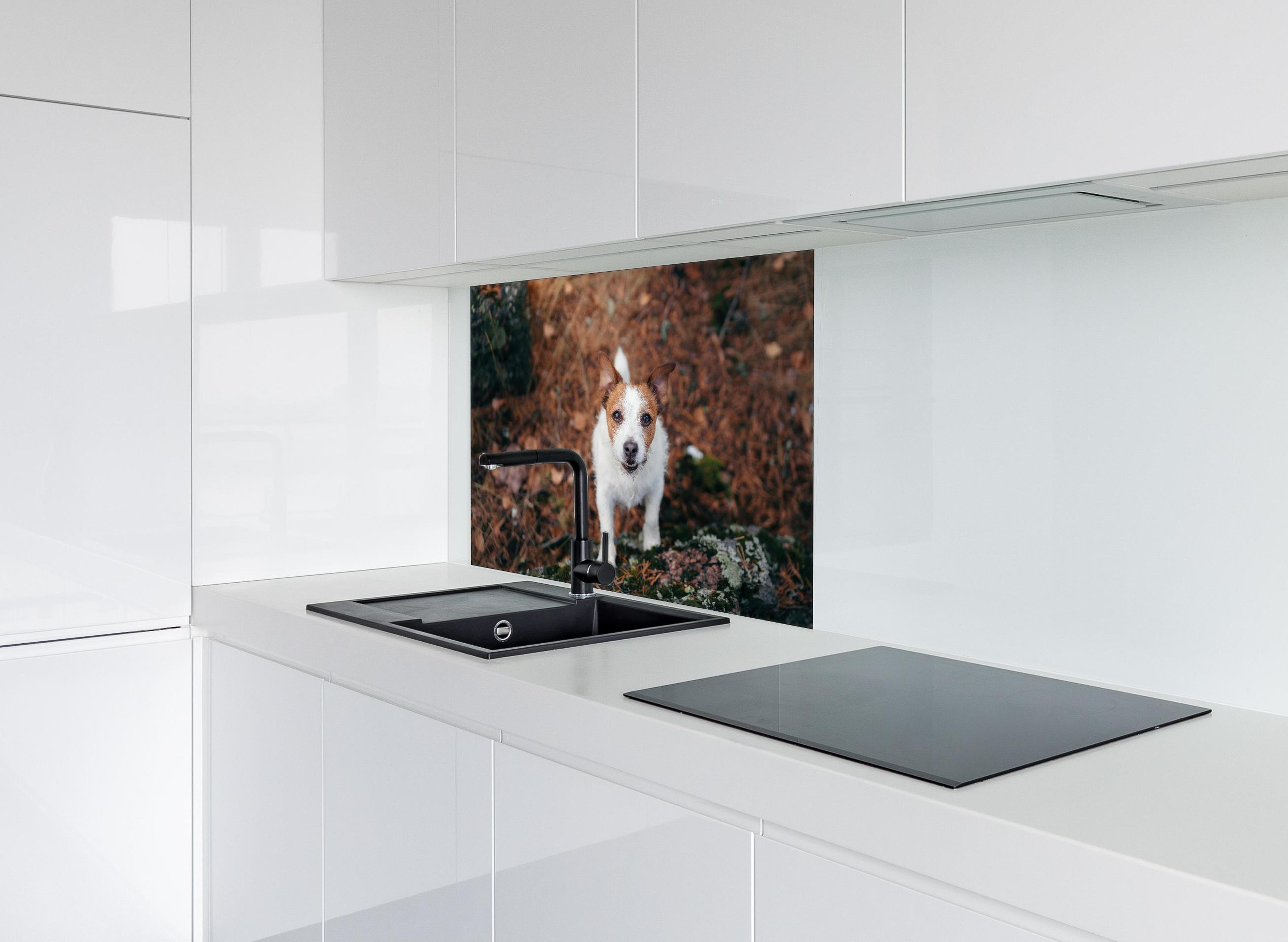 Spritzschutz - Jack Russell im herbstlichen Park hinter einem Cerankochfeld zwischen Holz-Kochutensilien