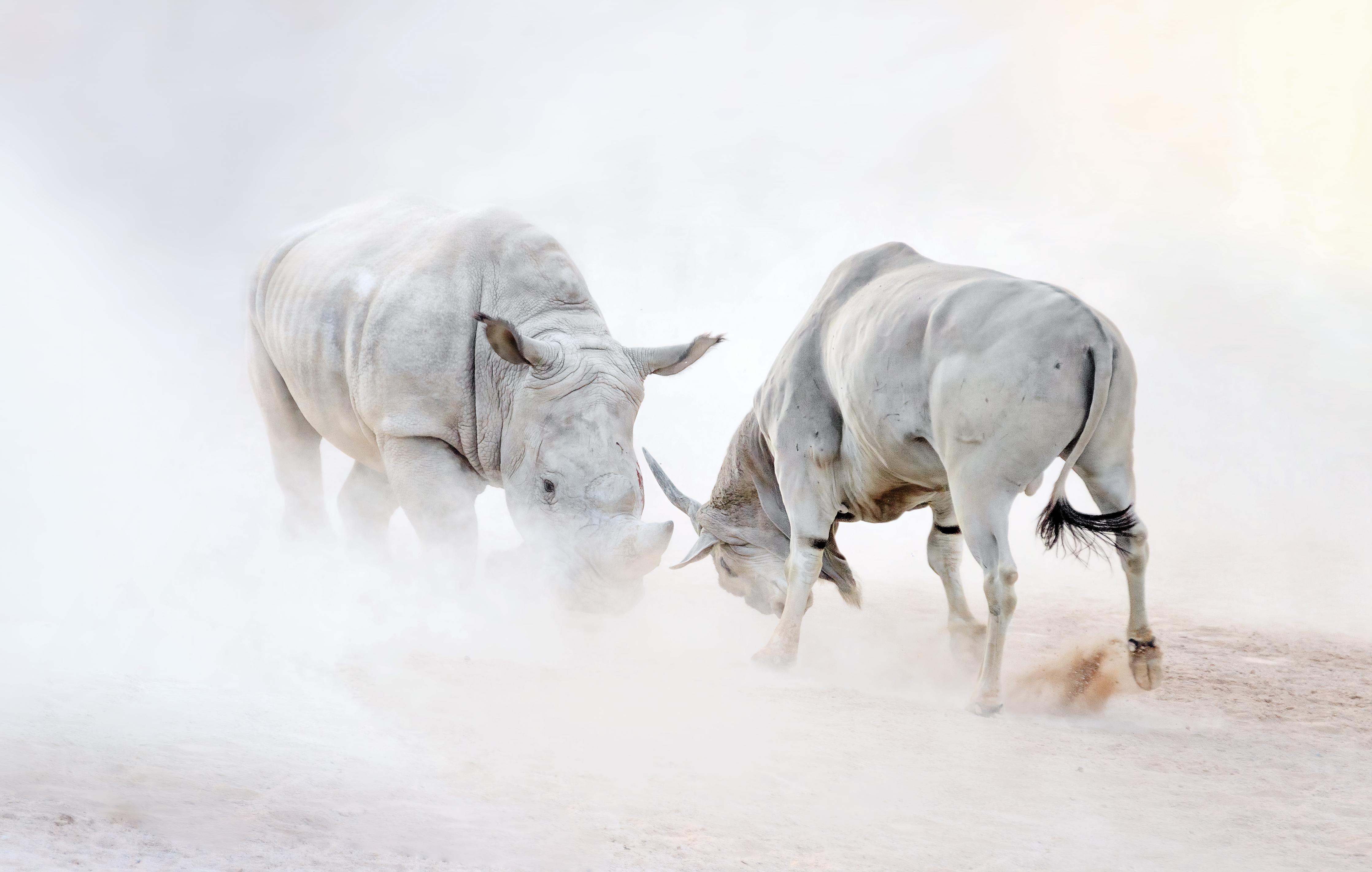 Spritzschutz-Kampf zwischen Nashorn und Oryx