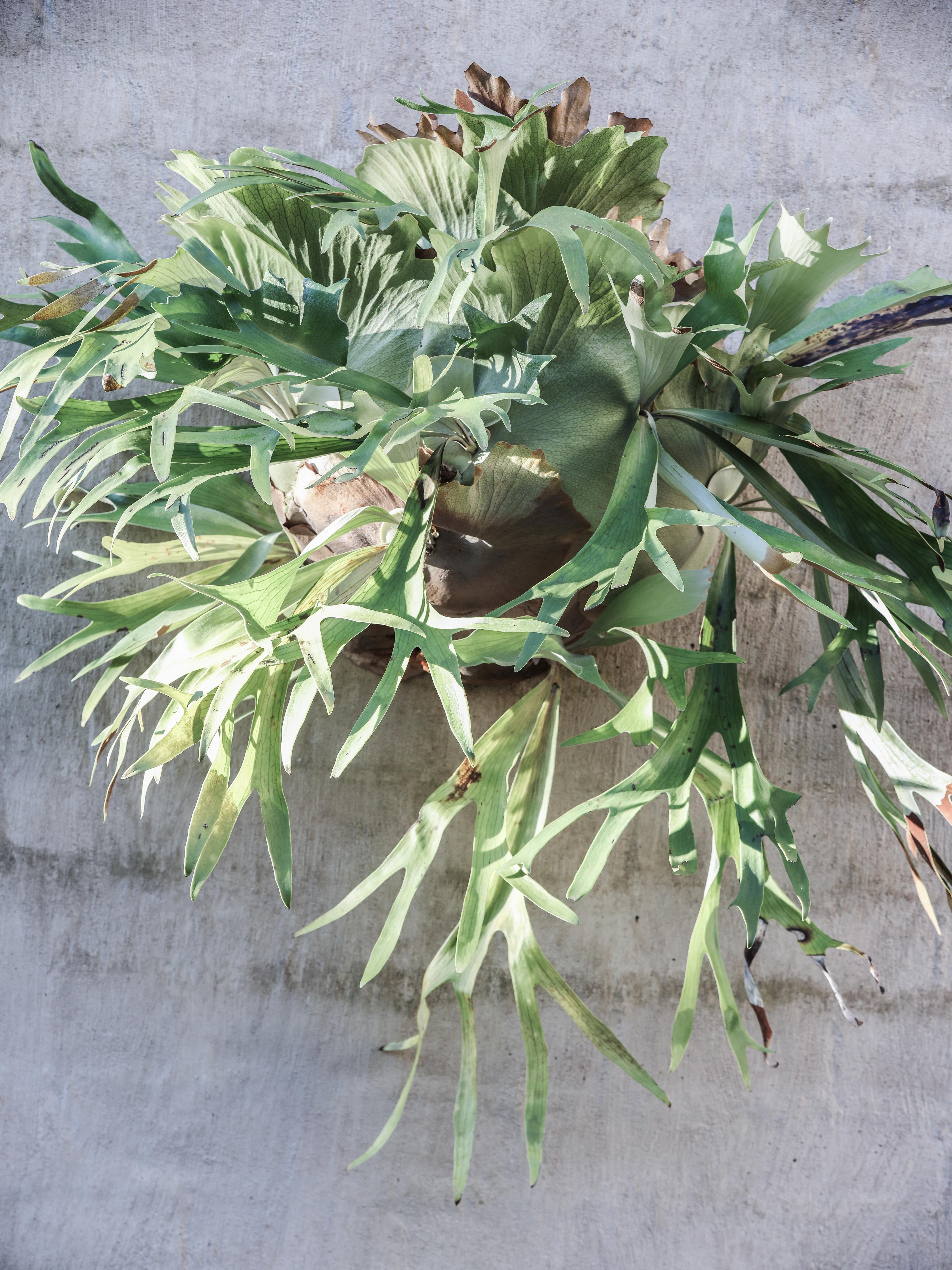 Spritzschutz-Lebendiges Takbok Pflanzen Stillleben