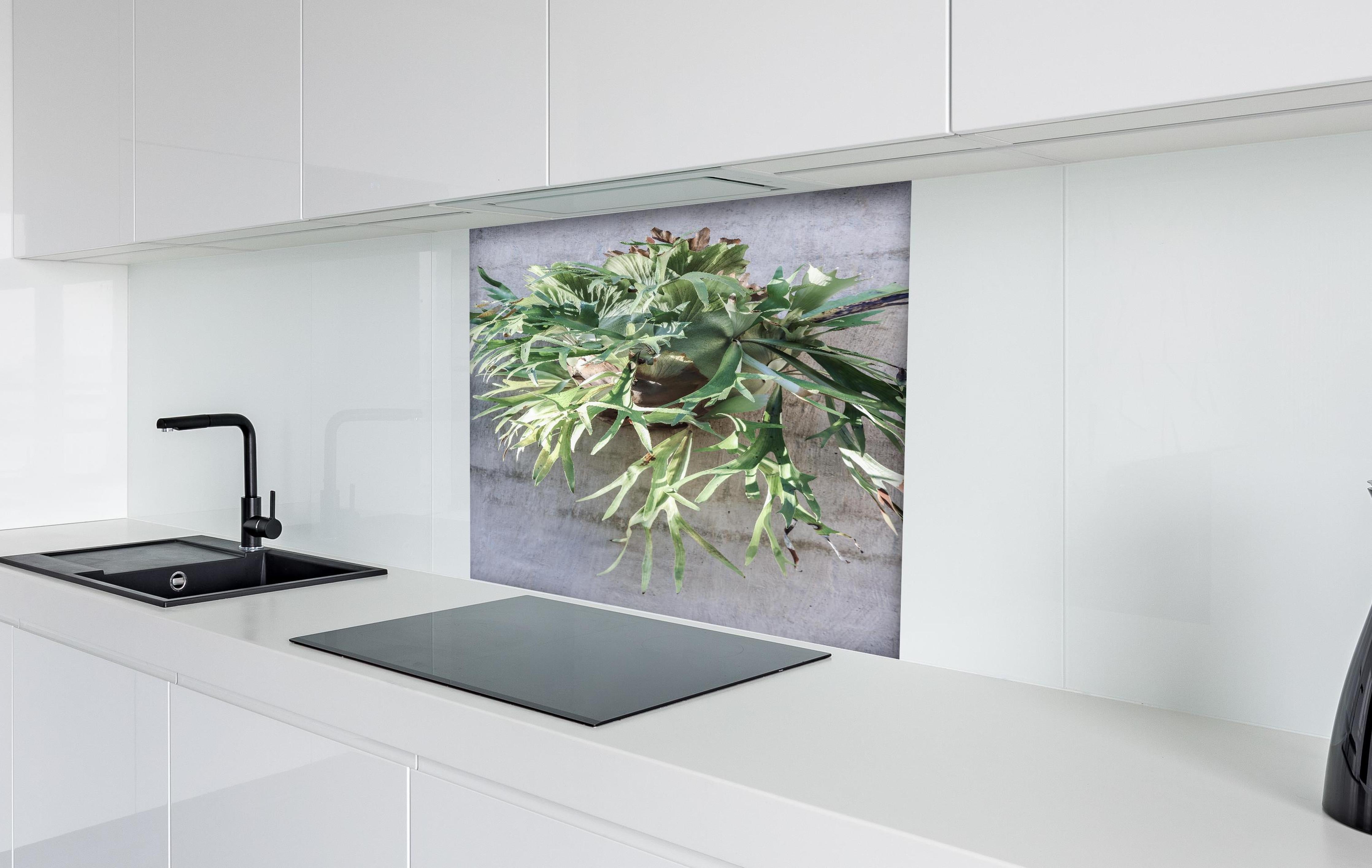 Spritzschutz - Lebendiges Takbok Pflanzen Stillleben hinter einem Cerankochfeld zwischen Holz-Kochutensilien