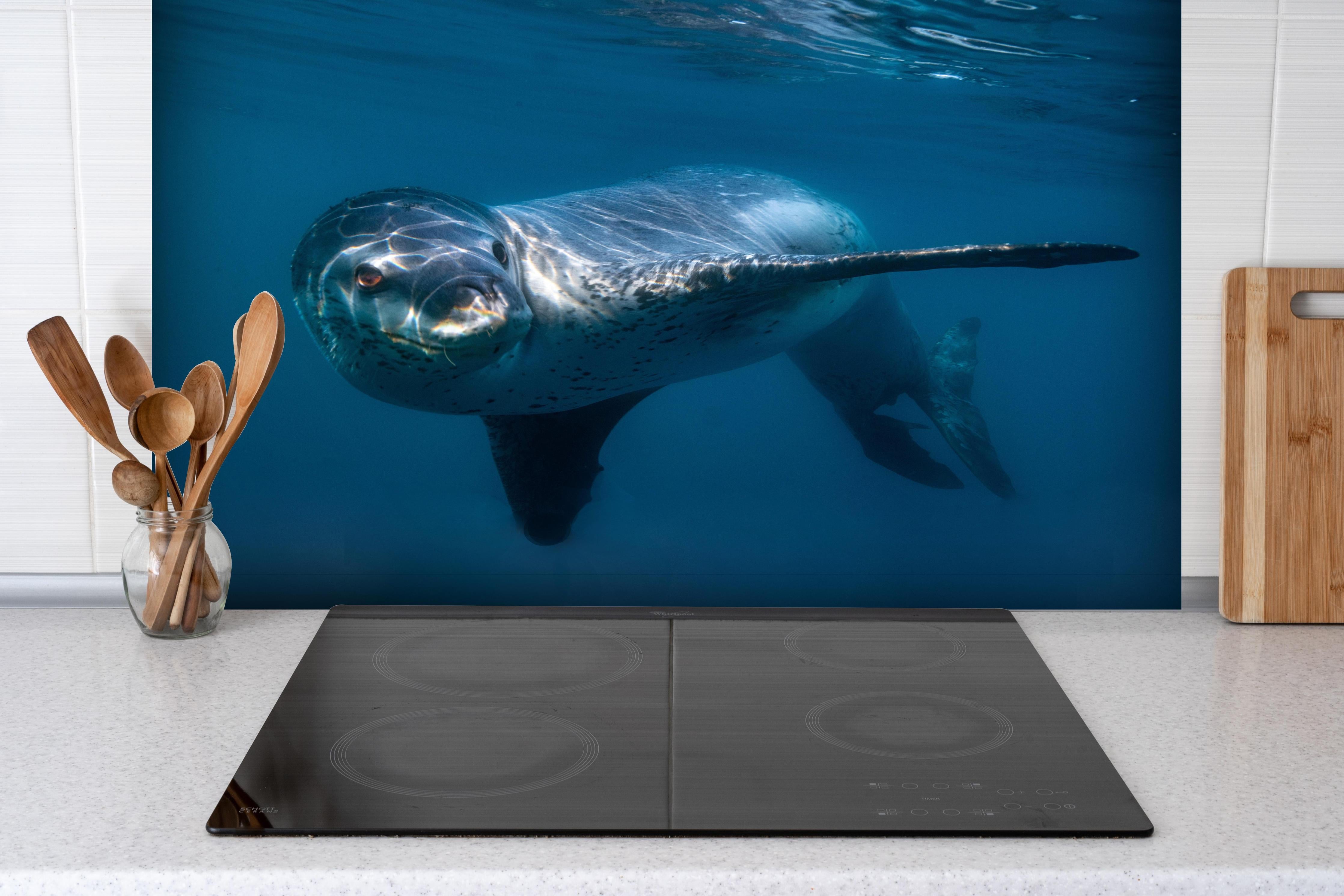 Spritzschutz - Leopardenrobbe alleine unter Wasser im Ozean hinter einem Cerankochfeld zwischen Holz-Kochutensilien