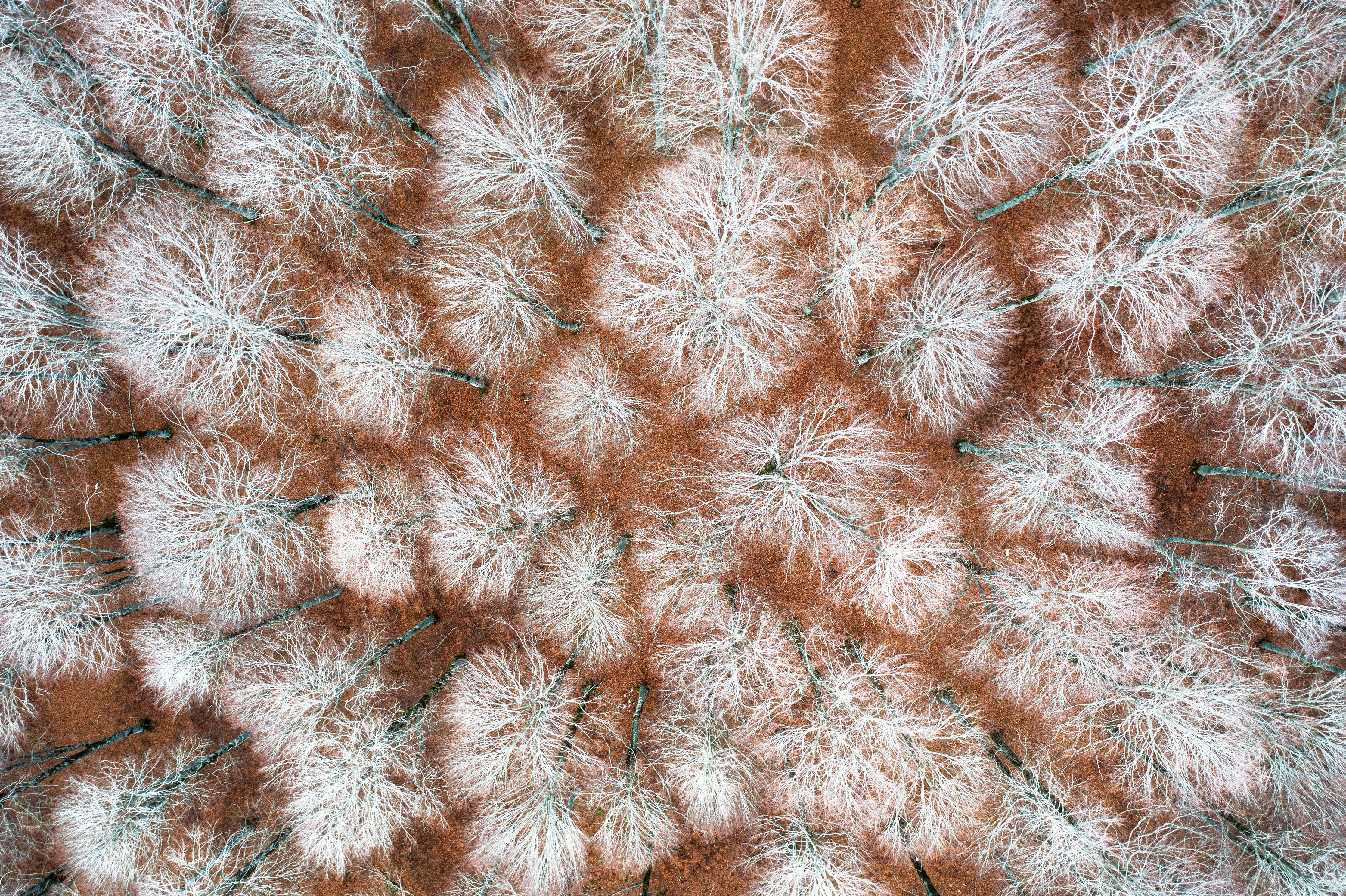 Spritzschutz-Luftansicht Herbstwald in Rot-Orange Tönen
