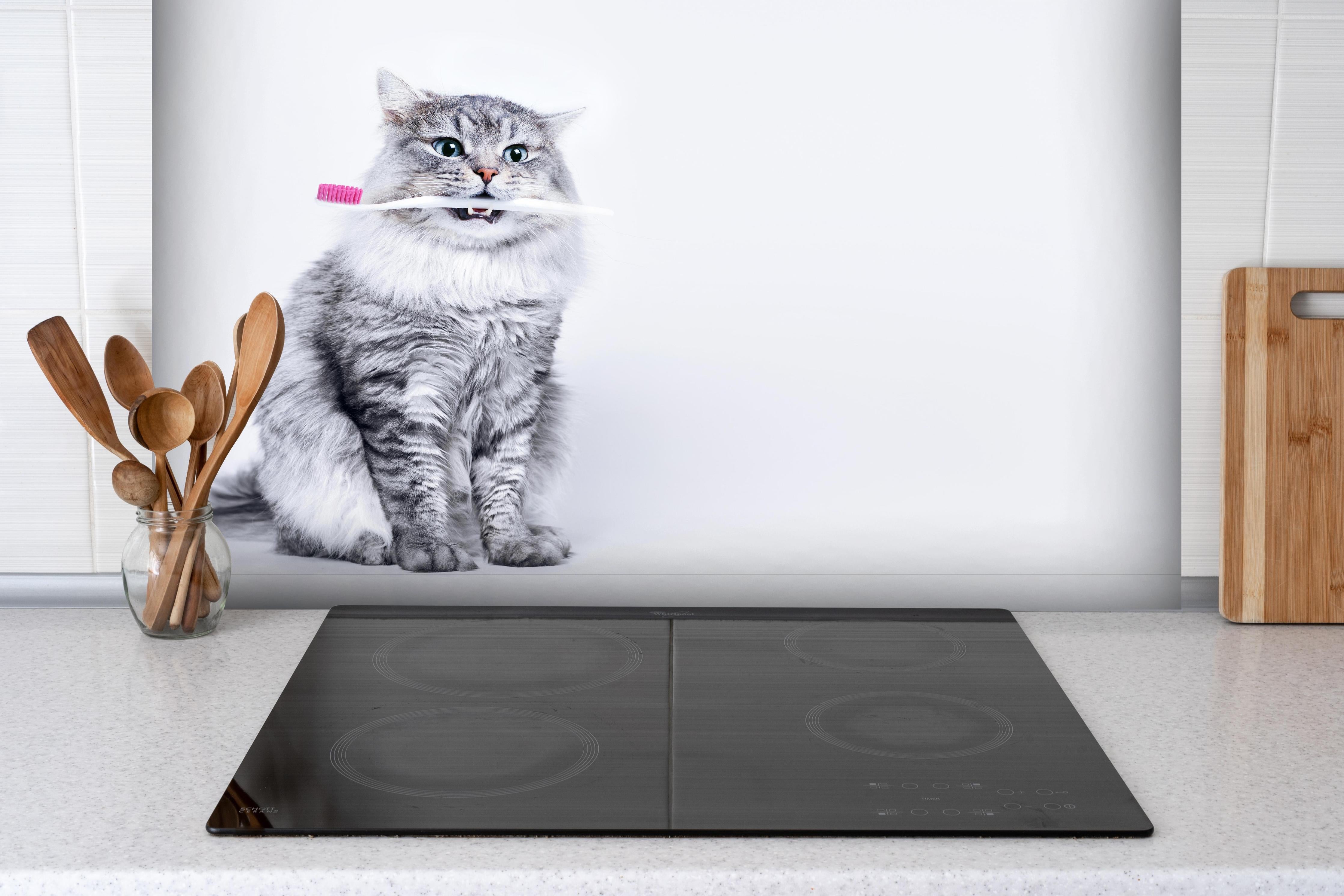 Spritzschutz - Lustige Katze mit Zahnbürste hinter einem Cerankochfeld zwischen Holz-Kochutensilien