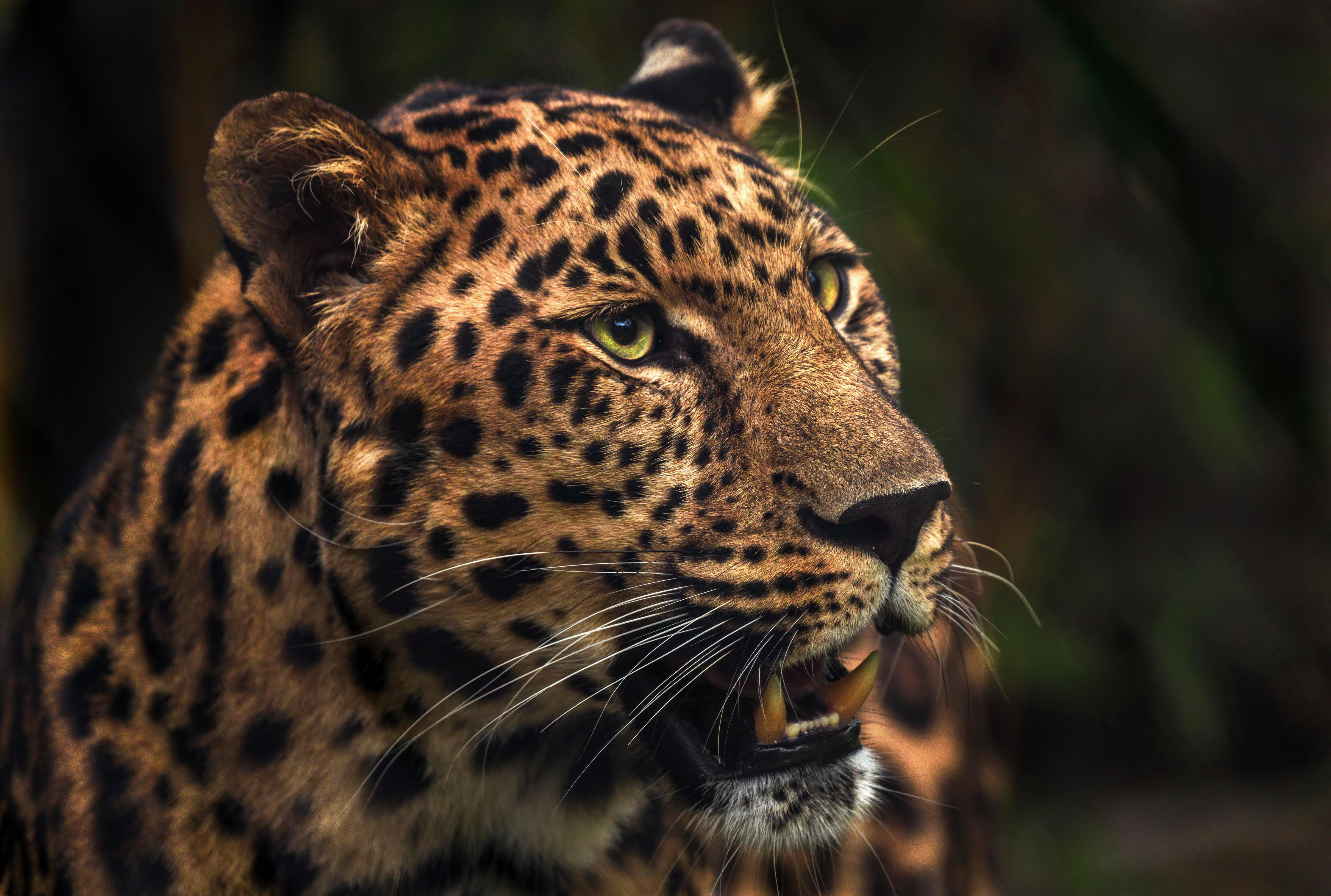 Spritzschutz-Majestätischer Amur-Leopard