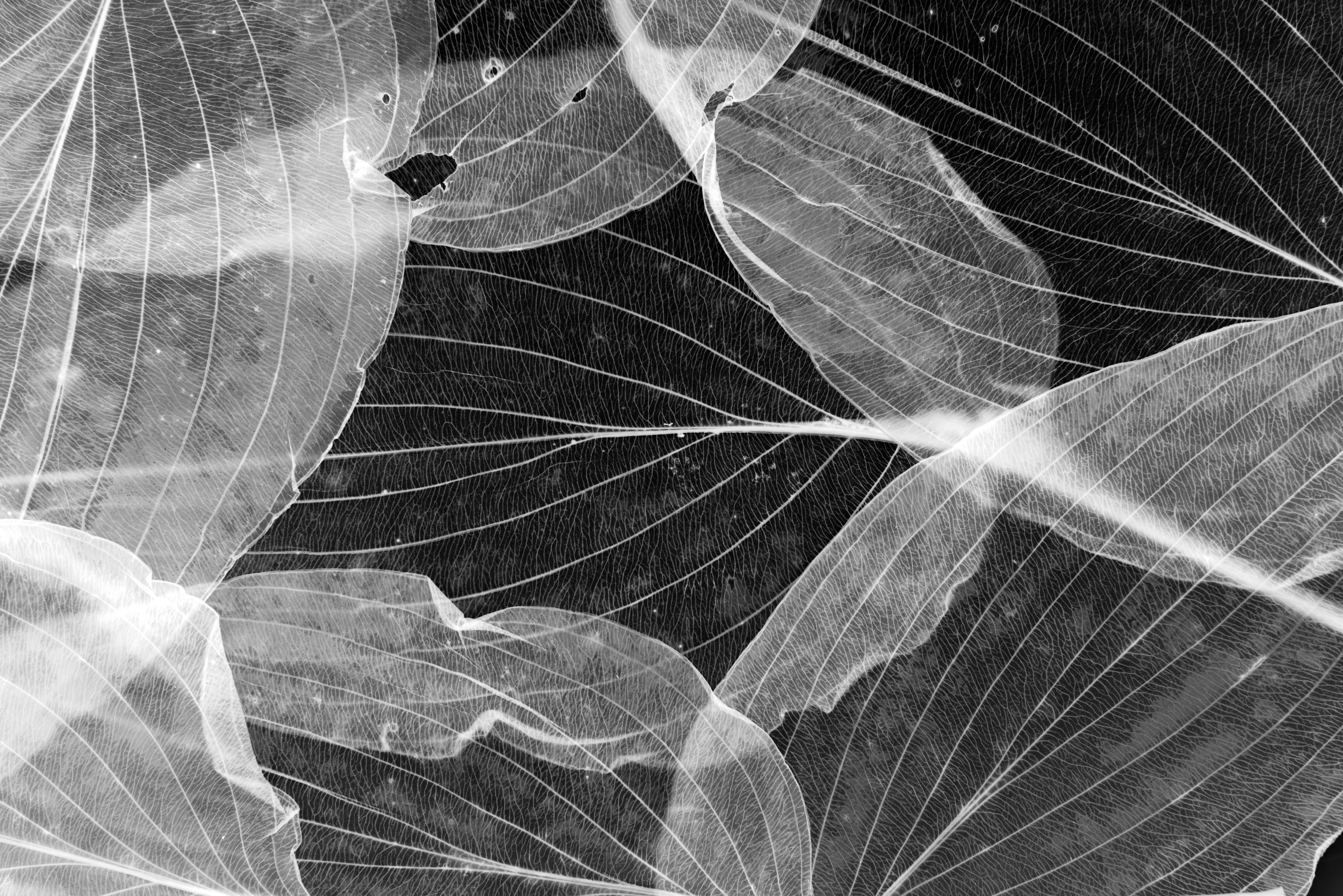 Spritzschutz-Makro-Textur Herbstblatt in Schwarz-Weiß