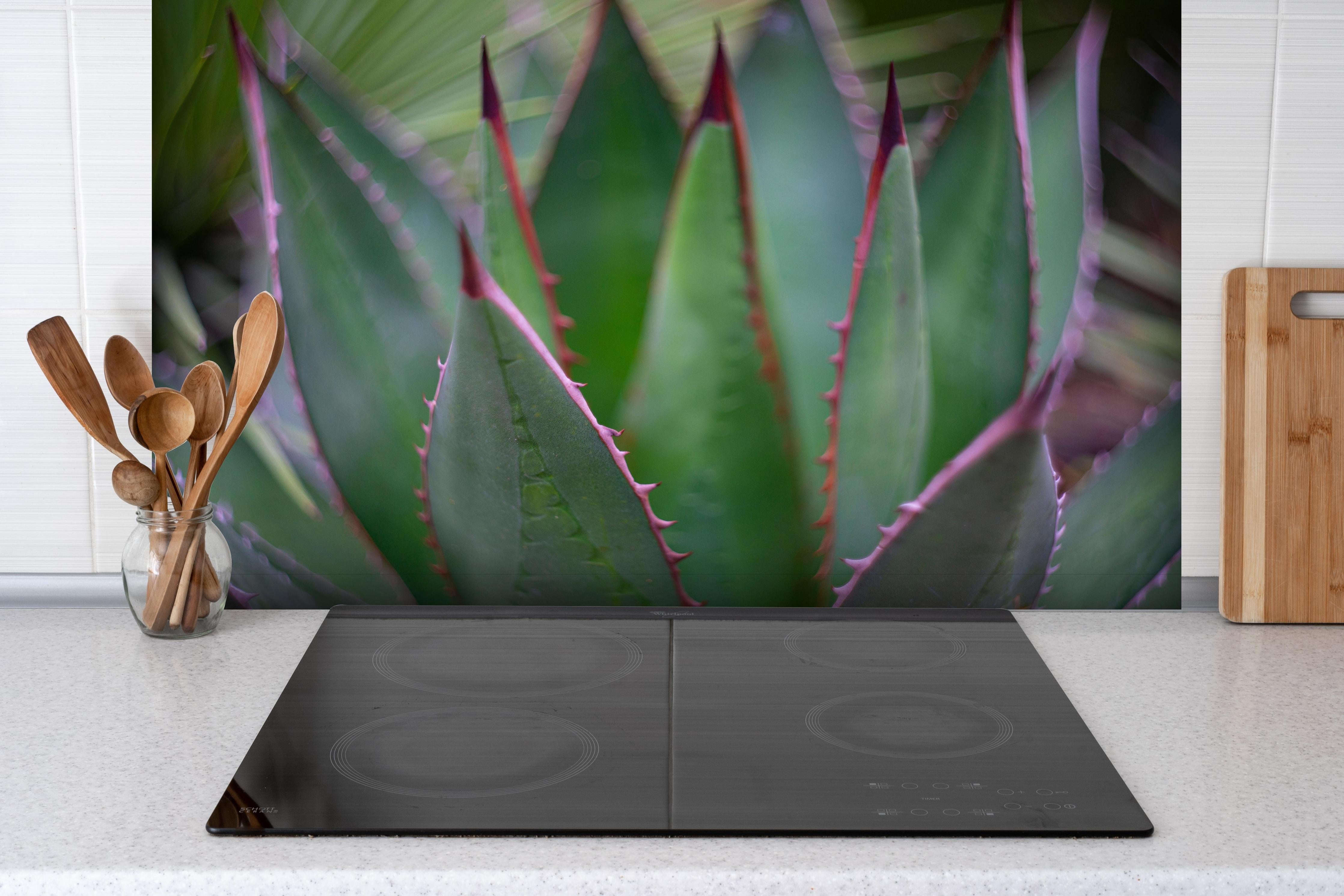 Spritzschutz - Nahaufnahme - Agave ghiesbreghti hinter einem Cerankochfeld zwischen Holz-Kochutensilien