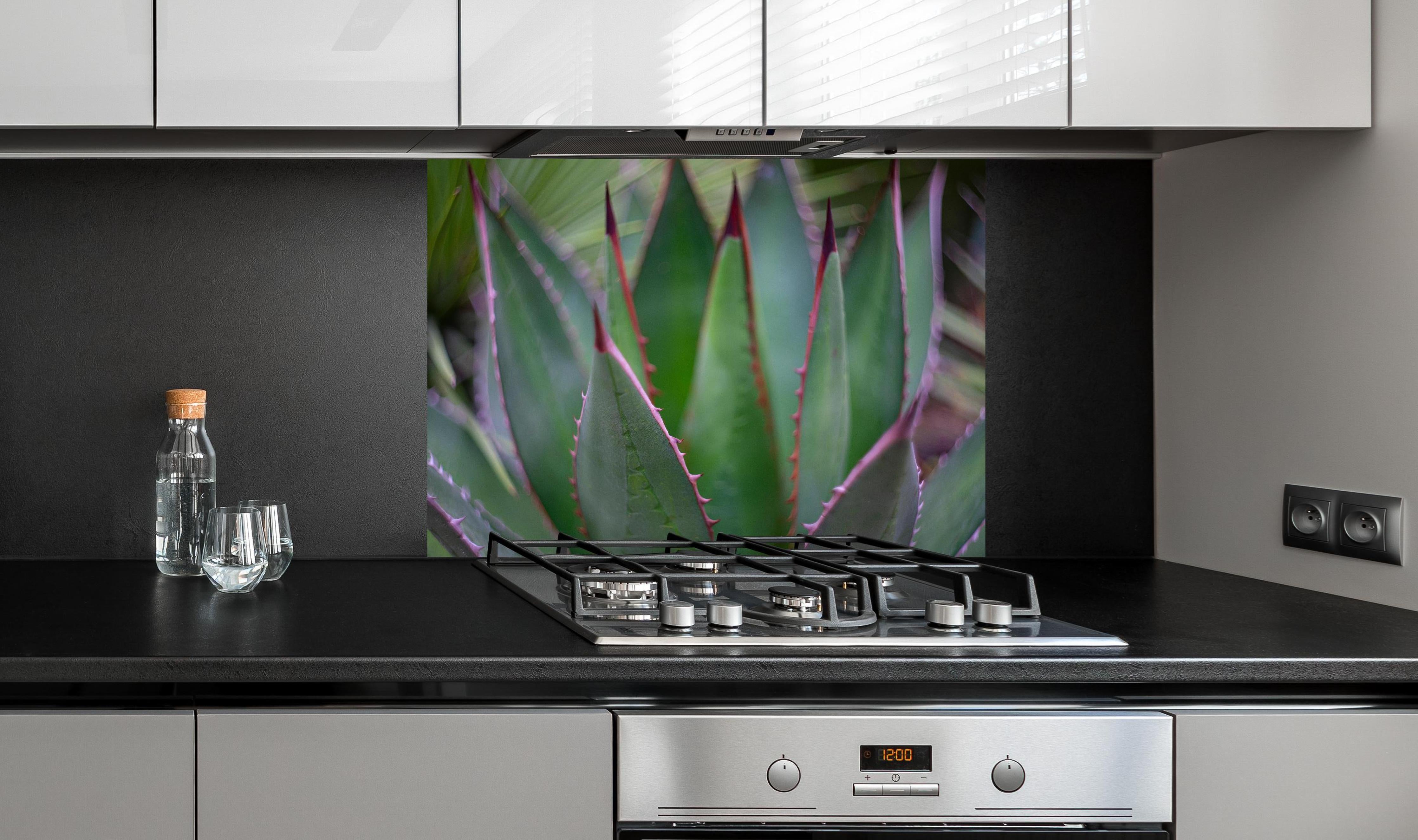 Spritzschutz - Nahaufnahme - Agave ghiesbreghti hinter einem Cerankochfeld zwischen Holz-Kochutensilien