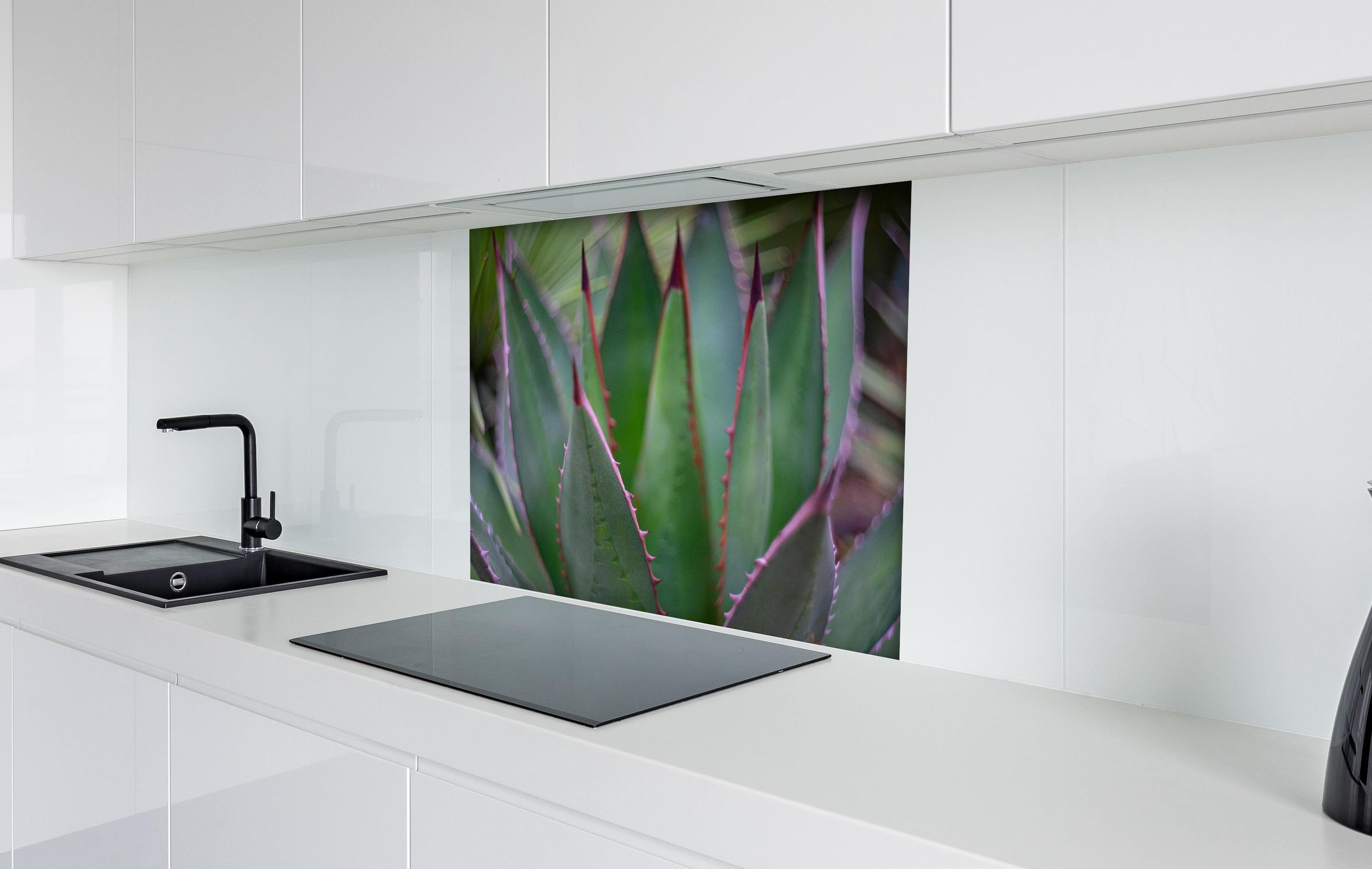 Spritzschutz - Nahaufnahme - Agave ghiesbreghti hinter einem Cerankochfeld zwischen Holz-Kochutensilien