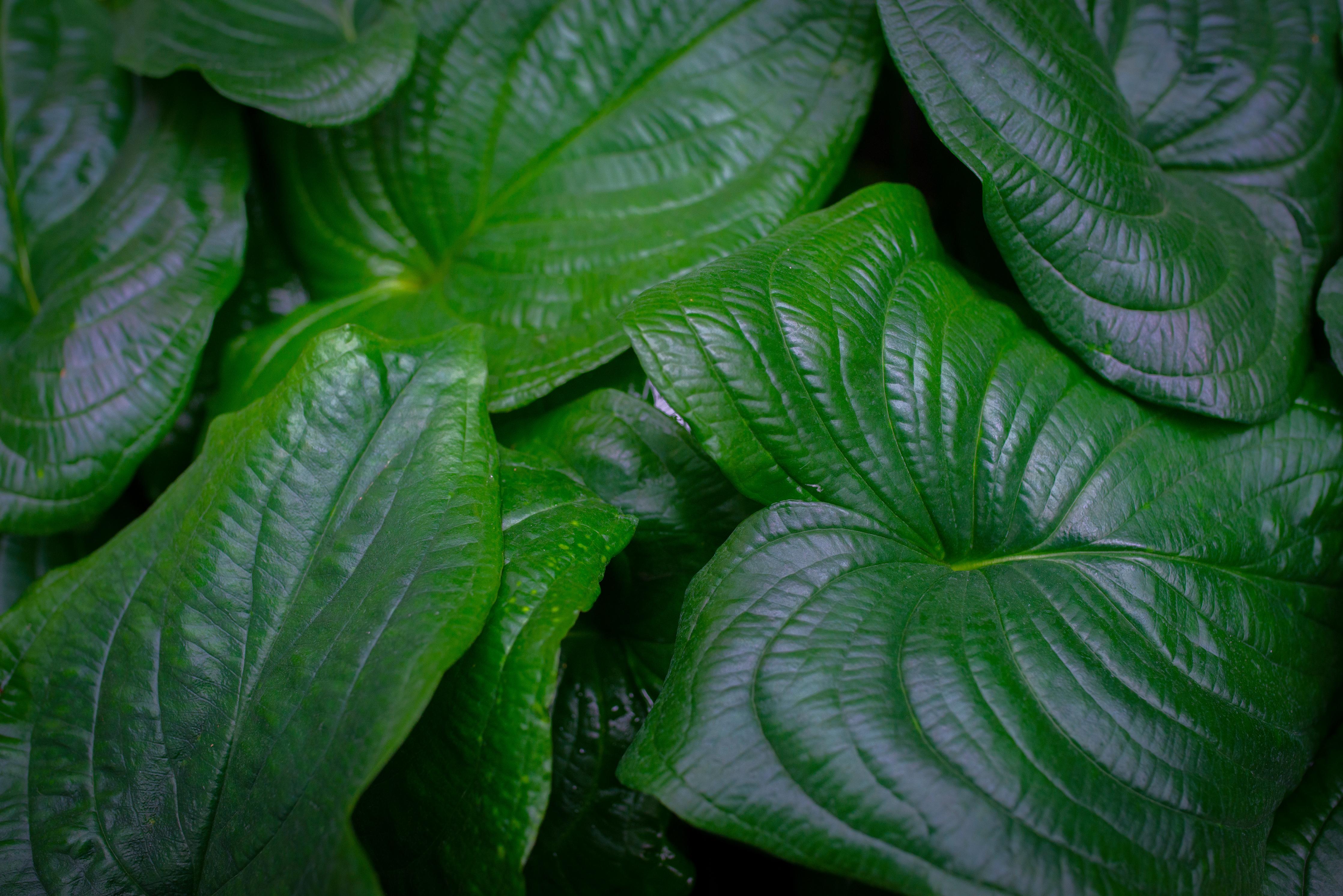 Spritzschutz-Nahaufnahme Grüne Blatttexturen Details