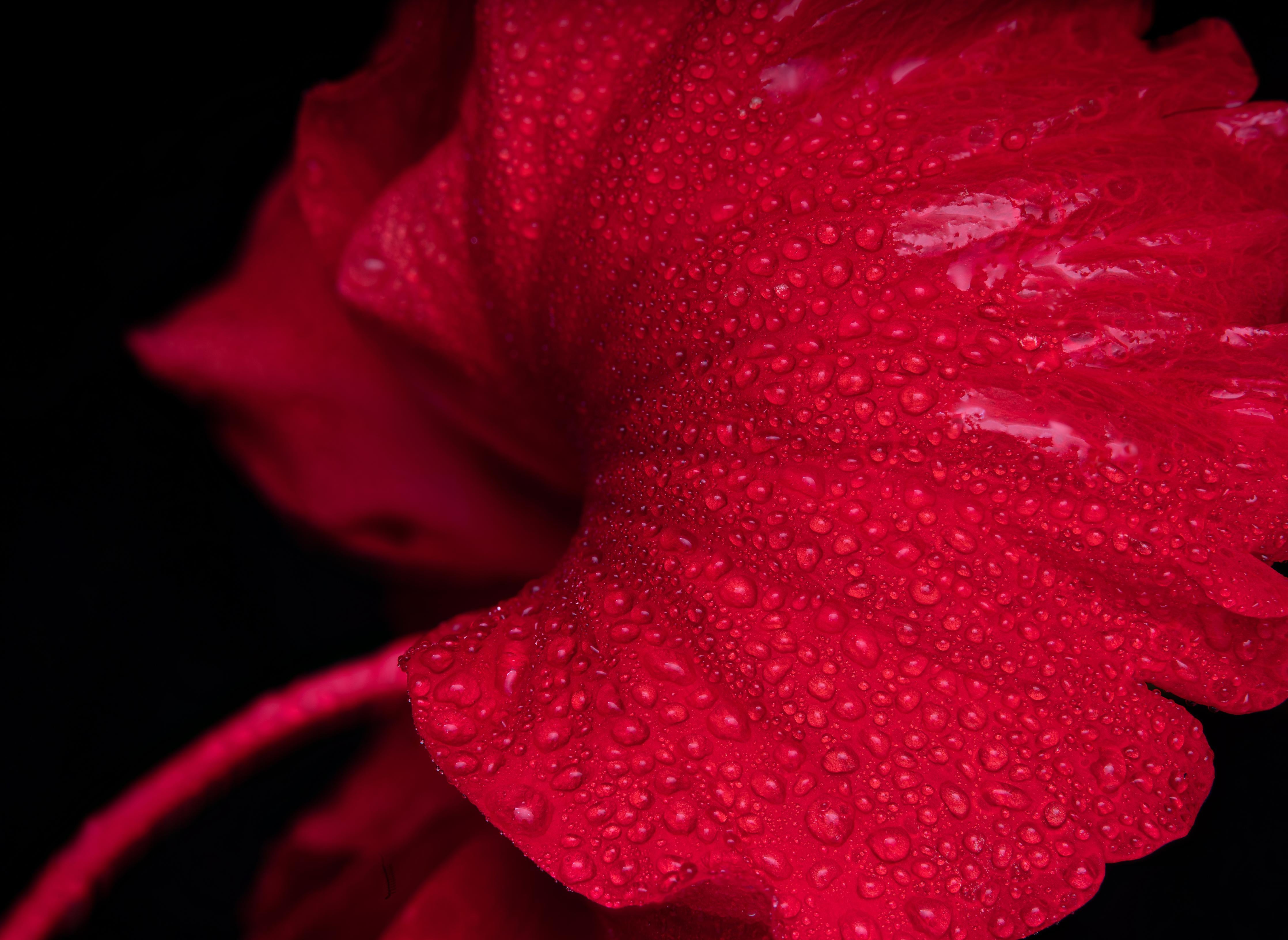 Spritzschutz-Nahaufnahme von rötlicher Frühlingsblume mit Regentropfen