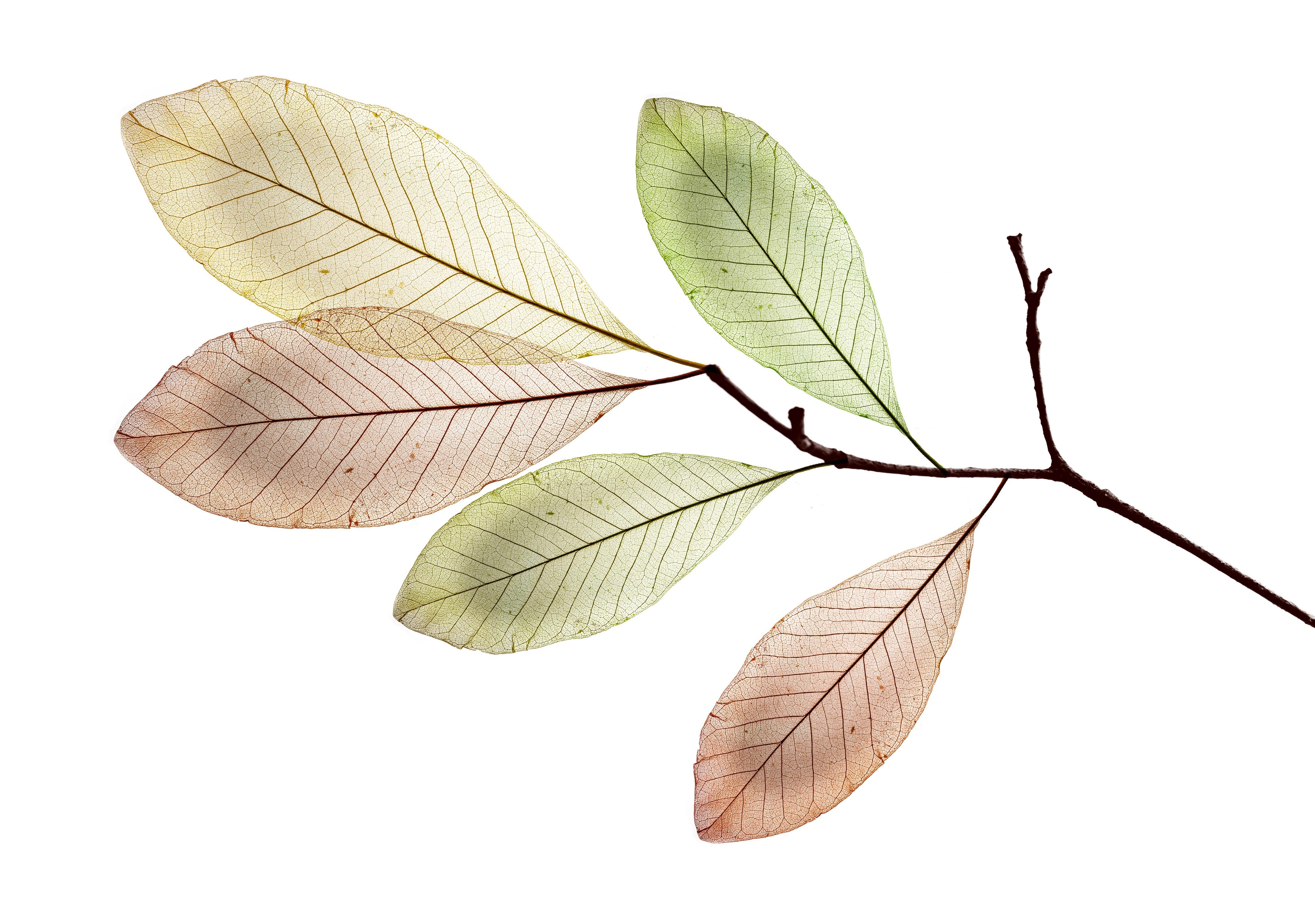 Spritzschutz-Natürliche Blattstruktur mit Adern und Texturen